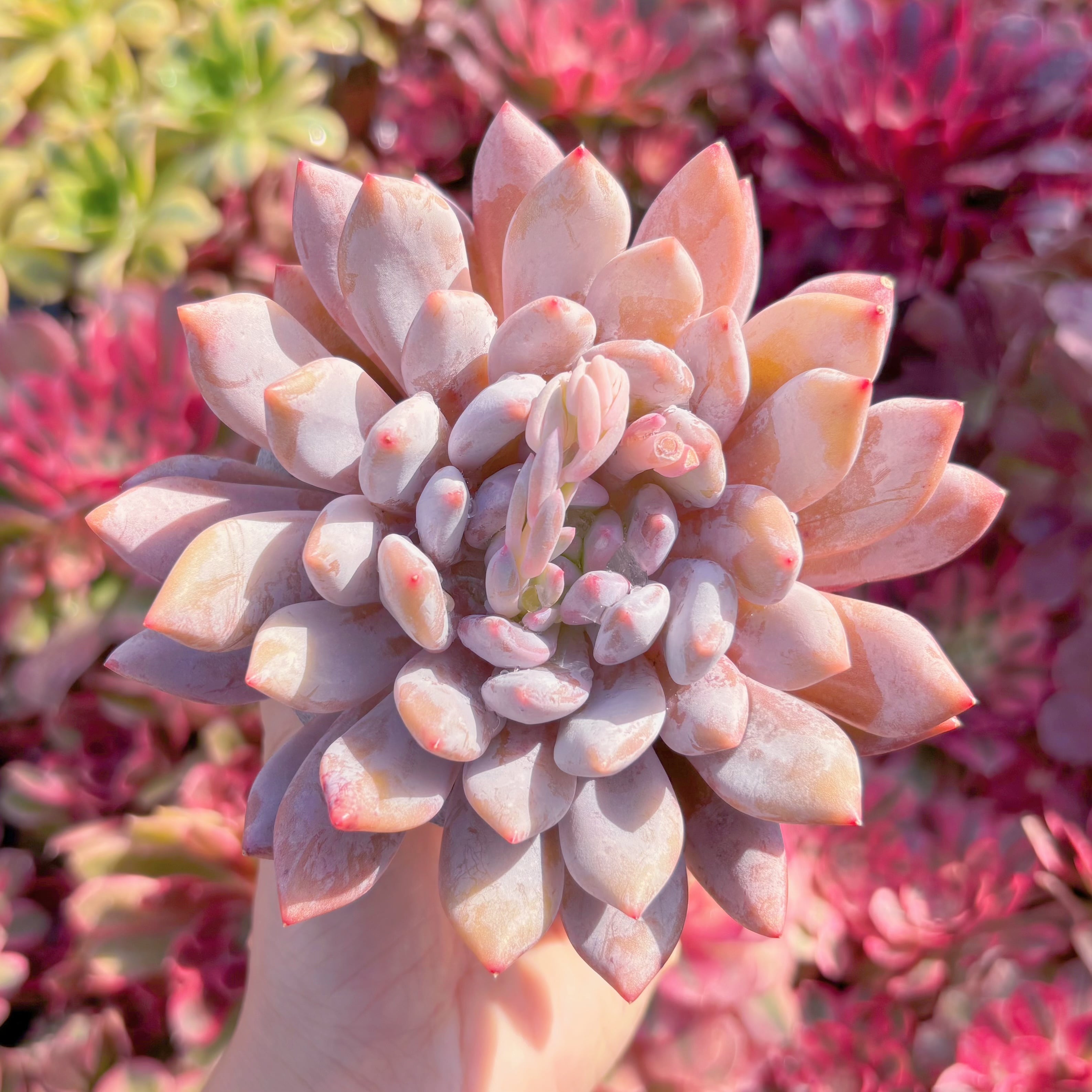 現品　半夏#717　大苗　古株　るる農園