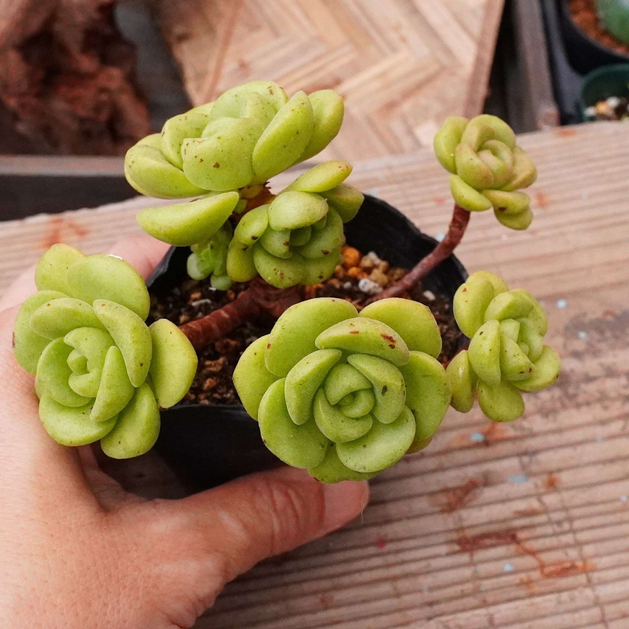 多肉植物 | E-TANIKU