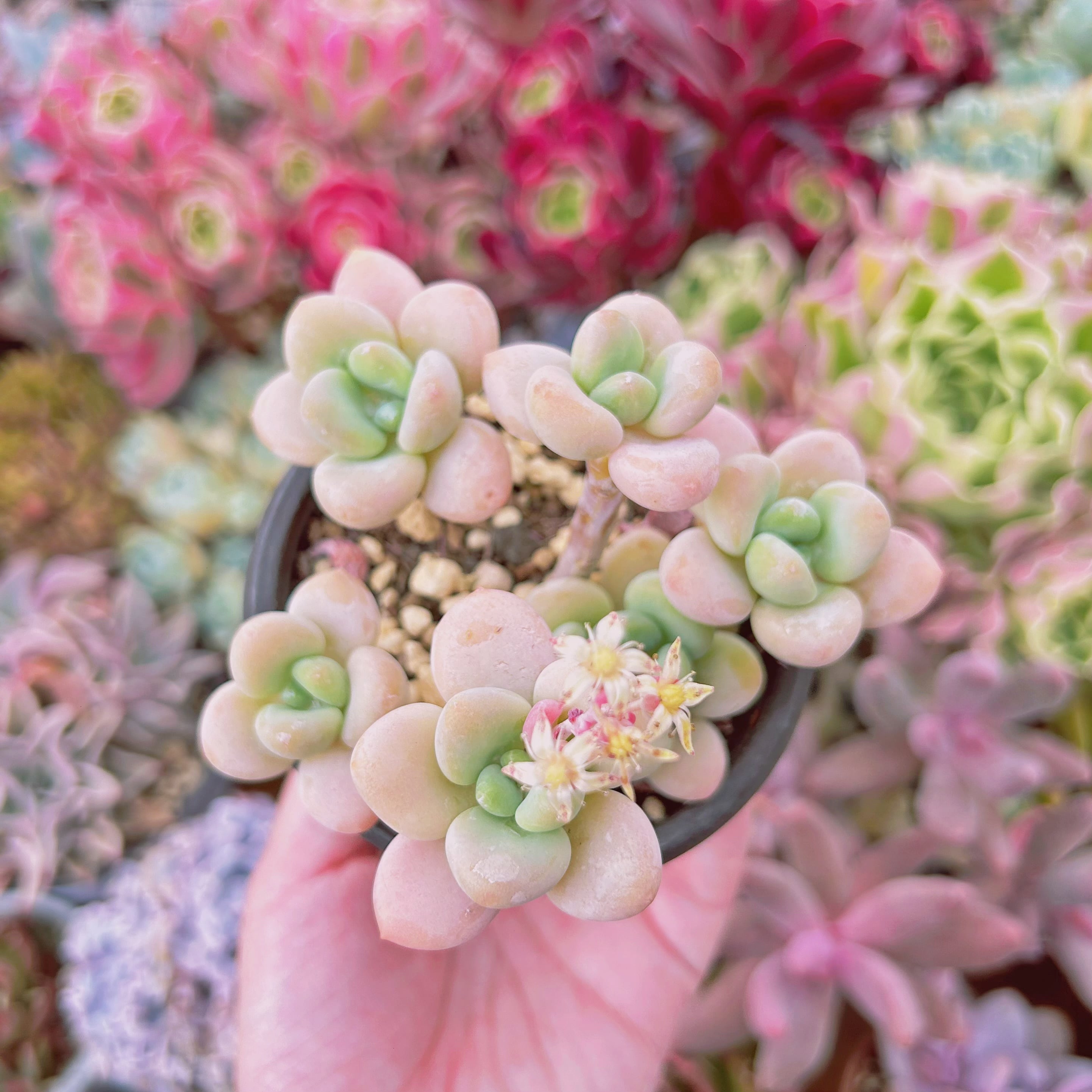 現物 多肉植物 シャボン玉 抜き苗 | るる農園~多肉植物専門