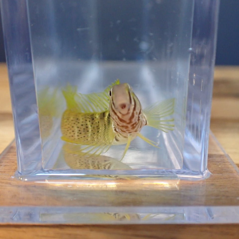 v121 ナベカ 5～6cm（サンプル画像）海水魚 | HOUSE REEF(ハウス