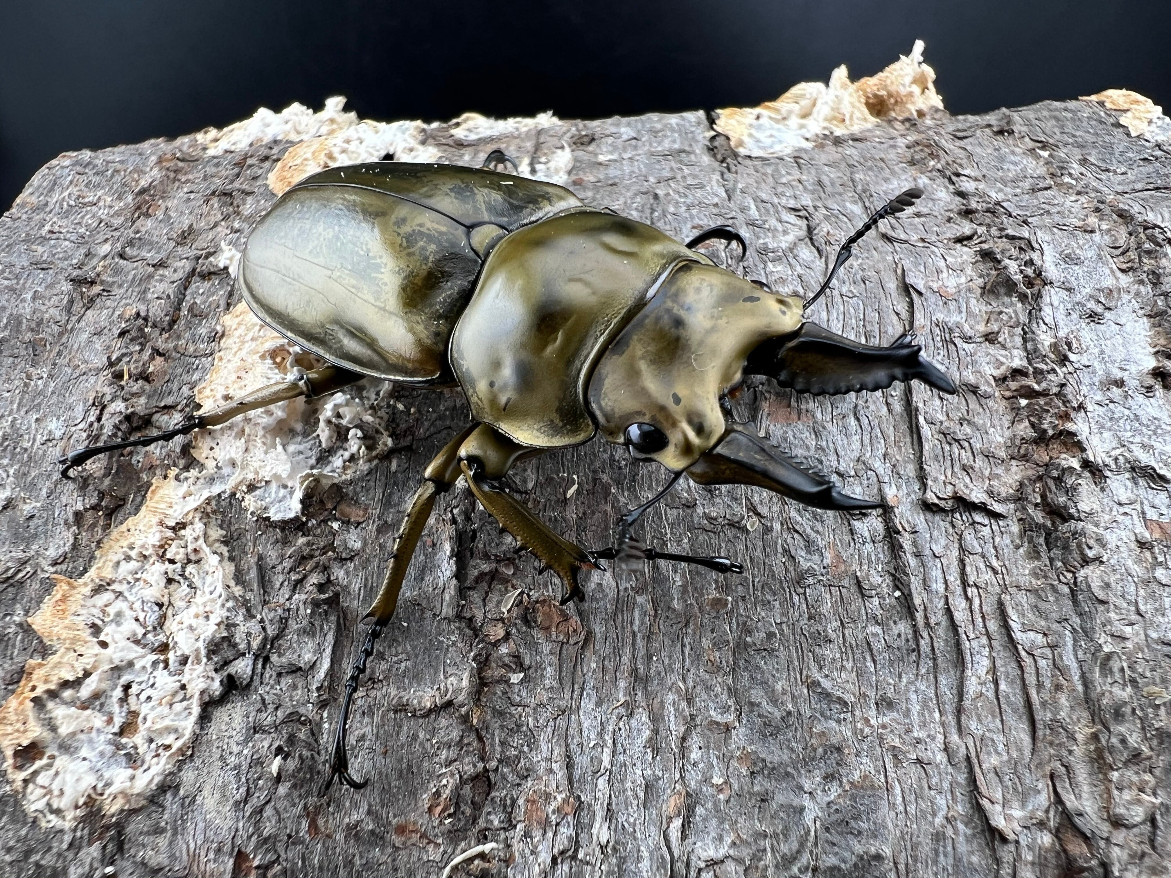 WF1】《ローゼンベルグオウゴンオニクワガタ 57mm ペア》栗茶色氏委託