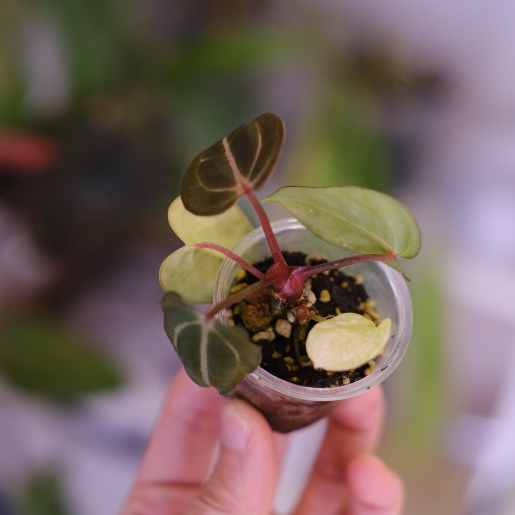 Anthurium Carlablackiae 