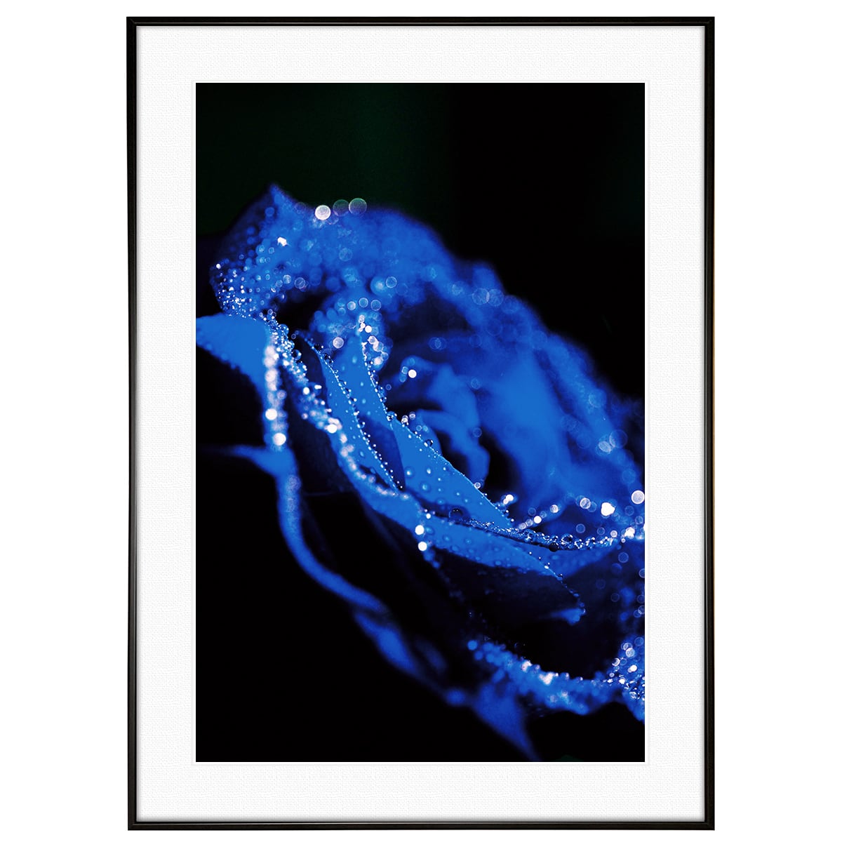 花写真 青いバラ(薔薇・ブルーローズ) インテリアアートポスター額装