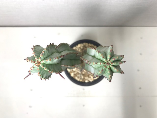 ユーフォルビア ホリダ