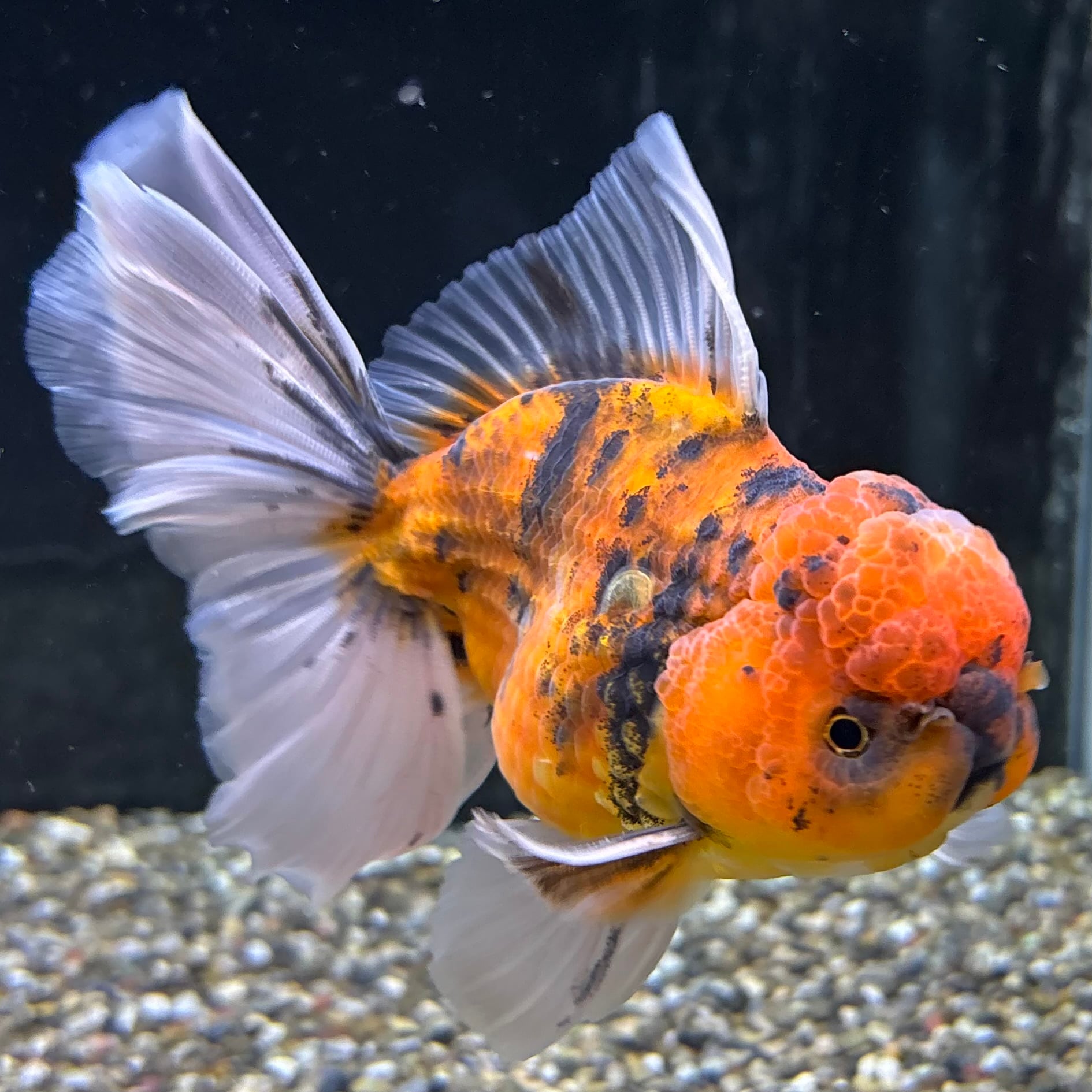 金魚ページ 金魚】薩摩産 オランダ ショートテール M MIX 1匹[生体