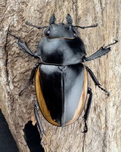 【WD】《クベラツヤ亜種sinensis バックカン産 87mm ペア》