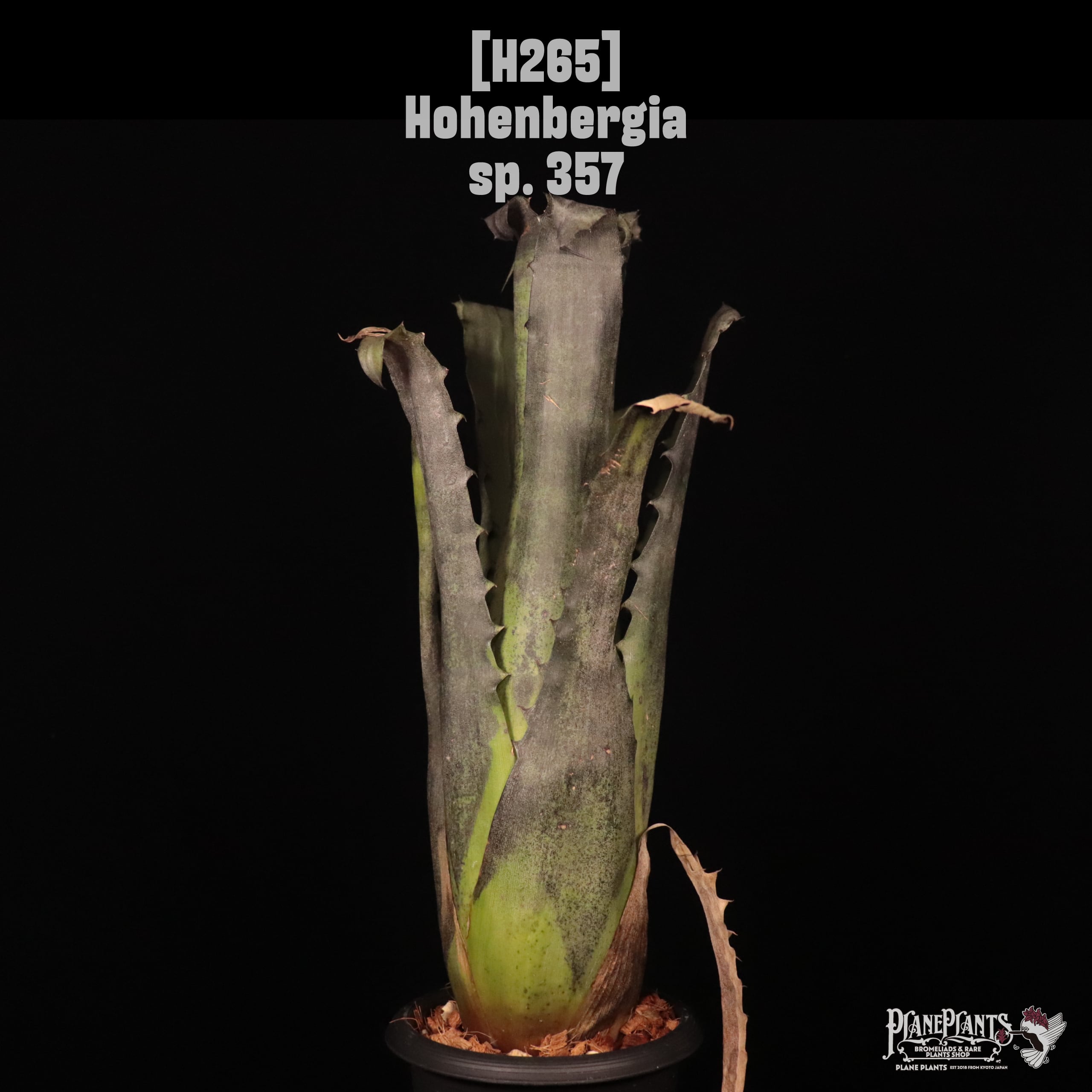 送料無料】 Hohenbergia sp. Sandra's Mountain〔ホヘンベルギア〕現品