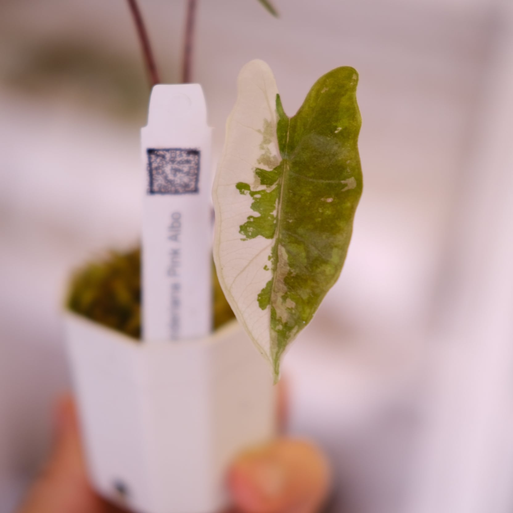 A.Pseudo Sanderiana Pink Albo│アロカシア・プセウド Alocasia Pseudo Sanderiana Pink Albo│アロカシア・プセウド