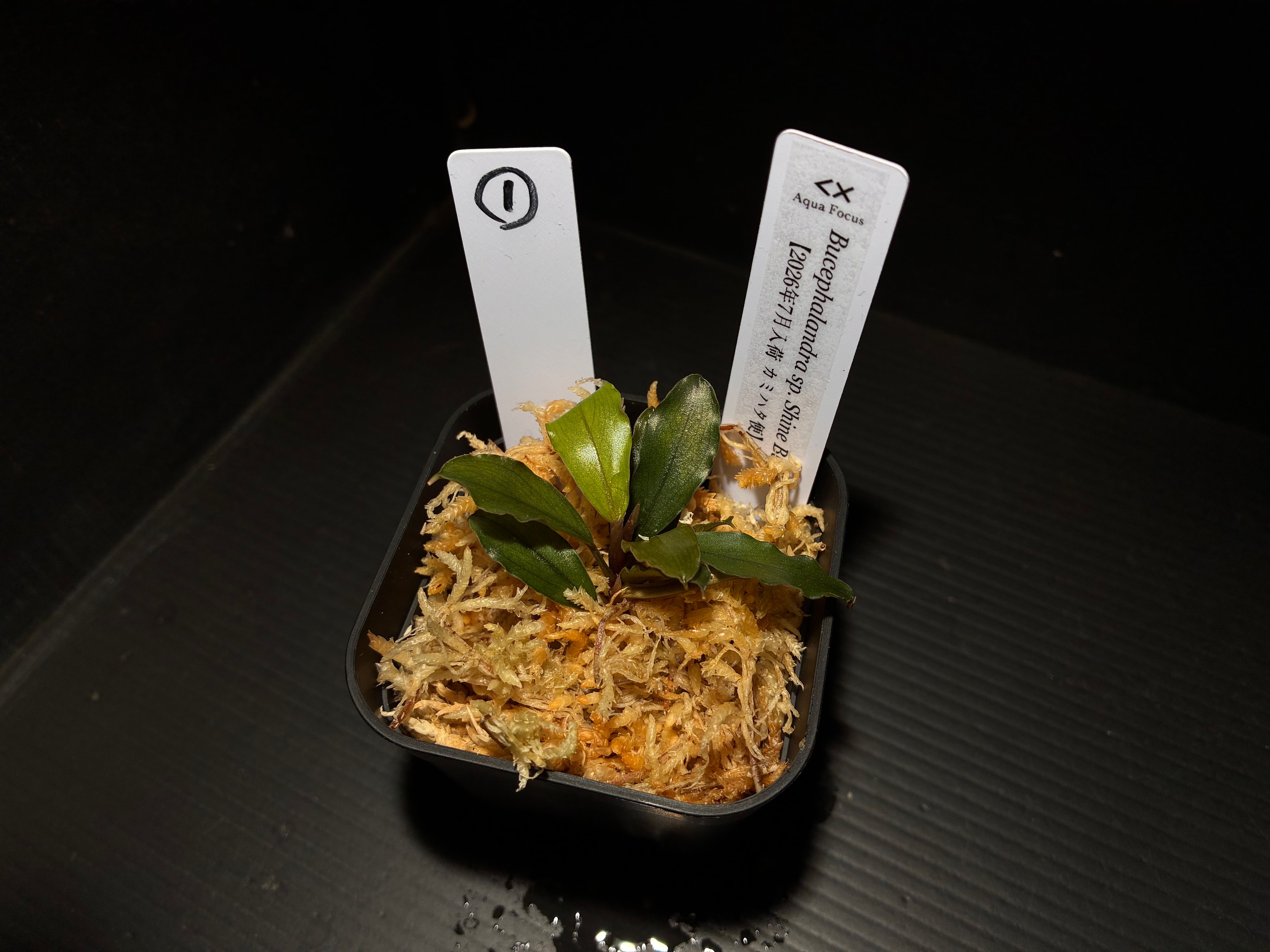 Bucephalandra sp. Green broad leaf(ブセファランドラsp.グリーン