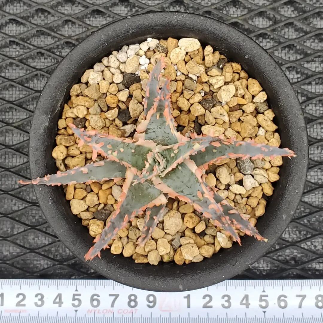 F00603_Aloe 'Saw Bones' Hybrid：アロエ・ハイブリッド（子株