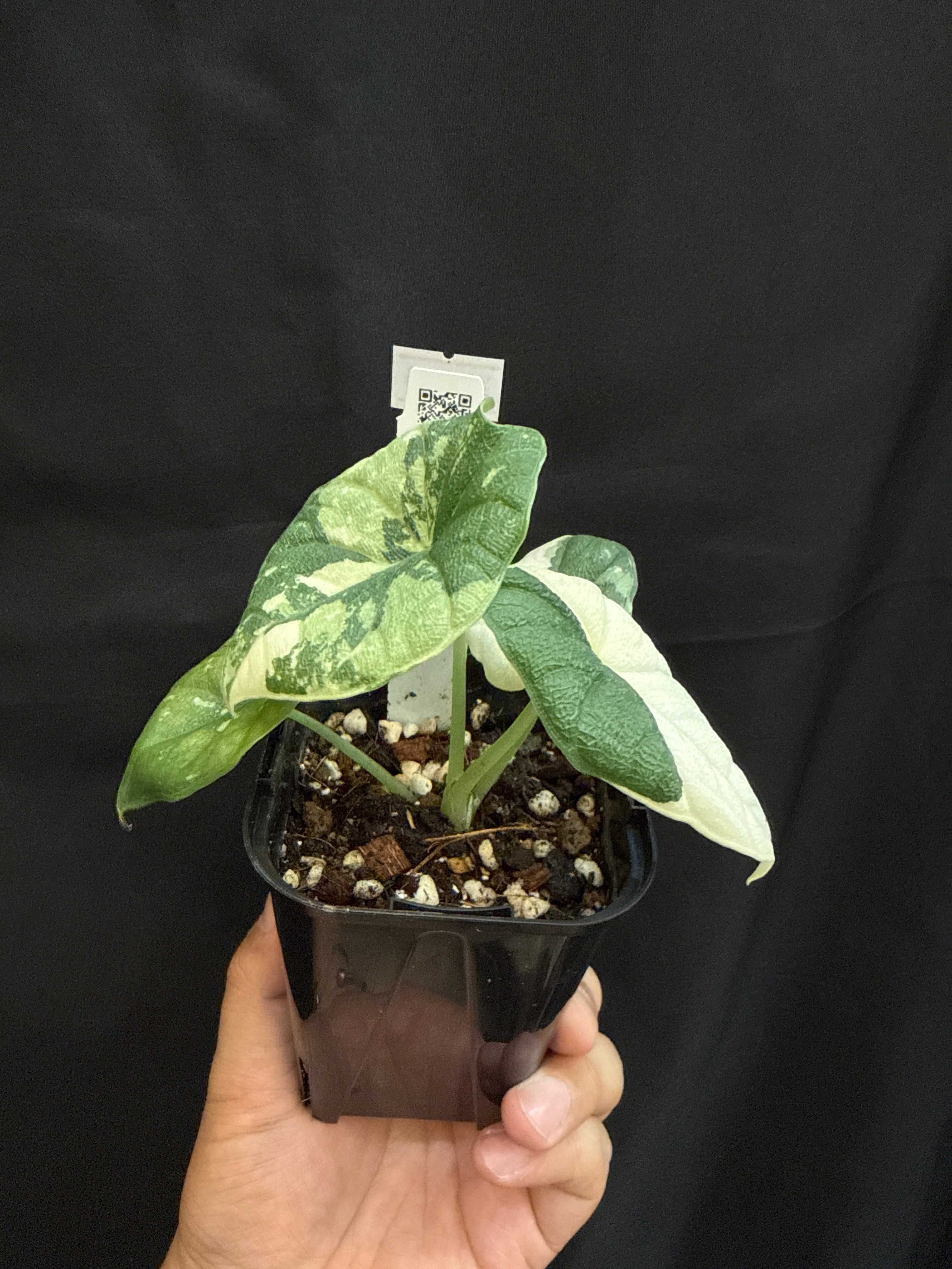 破格！アロカシア　メロ　アルボ B (U.J.)アロカシア メロ albo variegated | Gardenえん 【観葉熱帯植物】