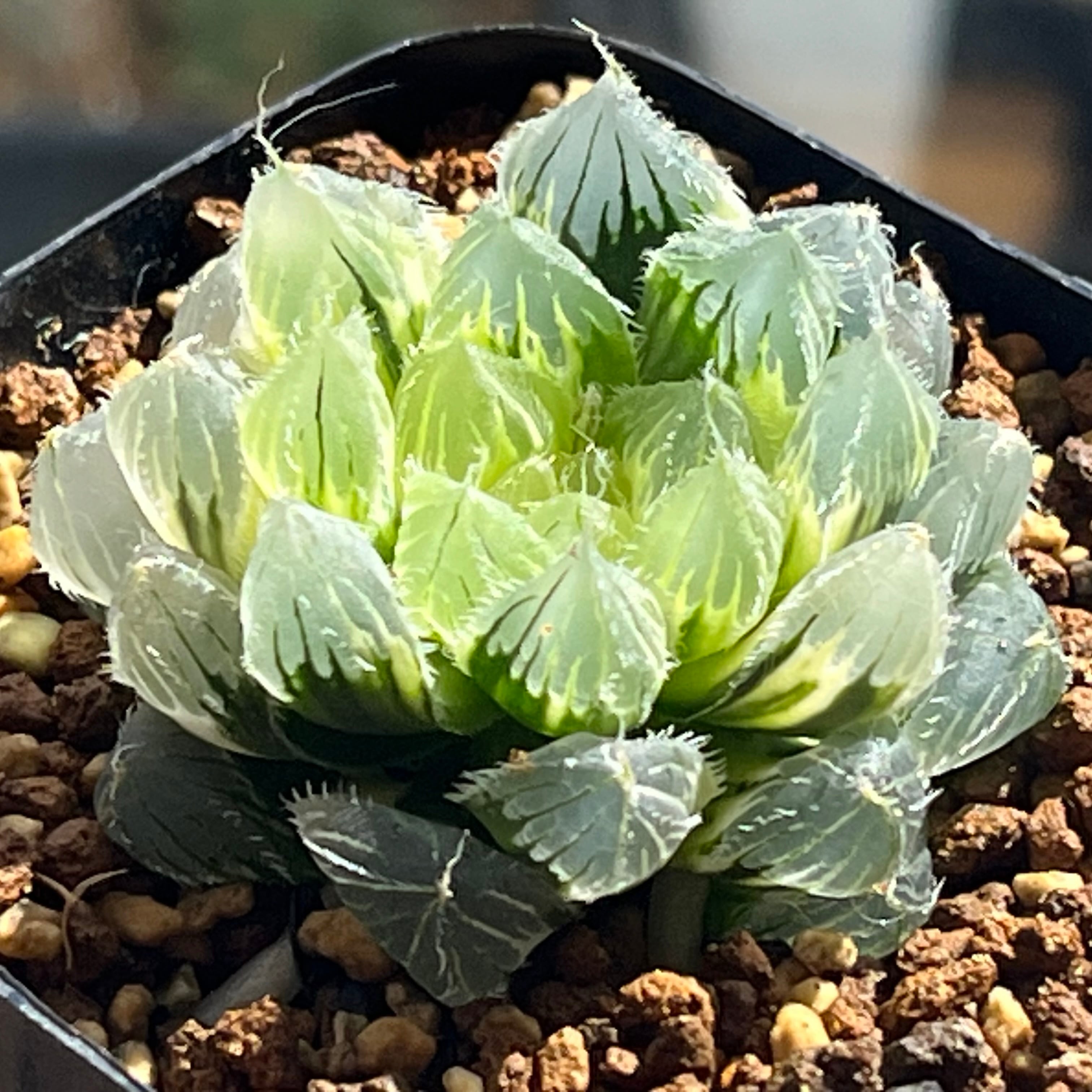 ハオルチア 花胡蝶 オブツーサ錦 | mocono_plants