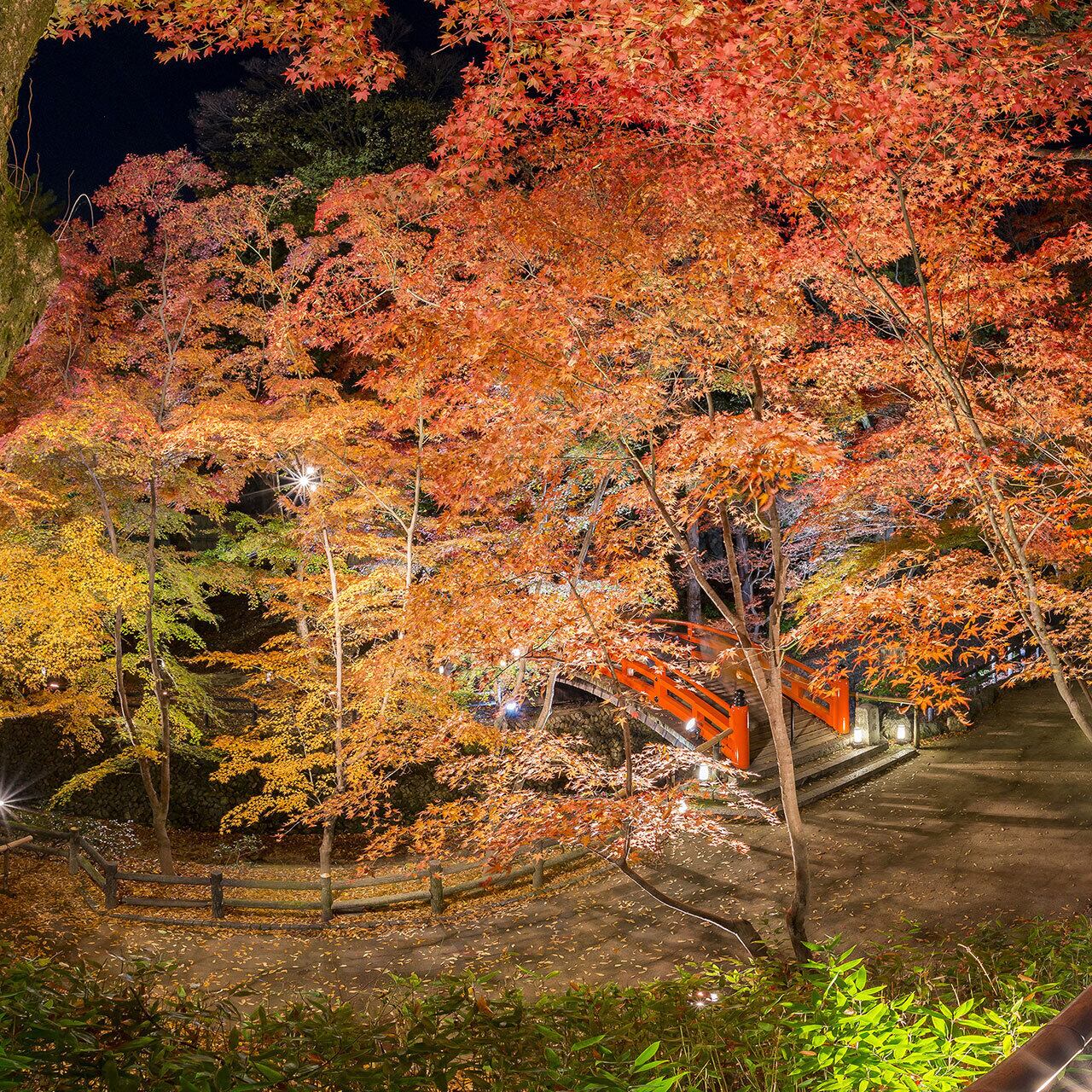 北野天満宮 御土居の紅葉ライトアップ