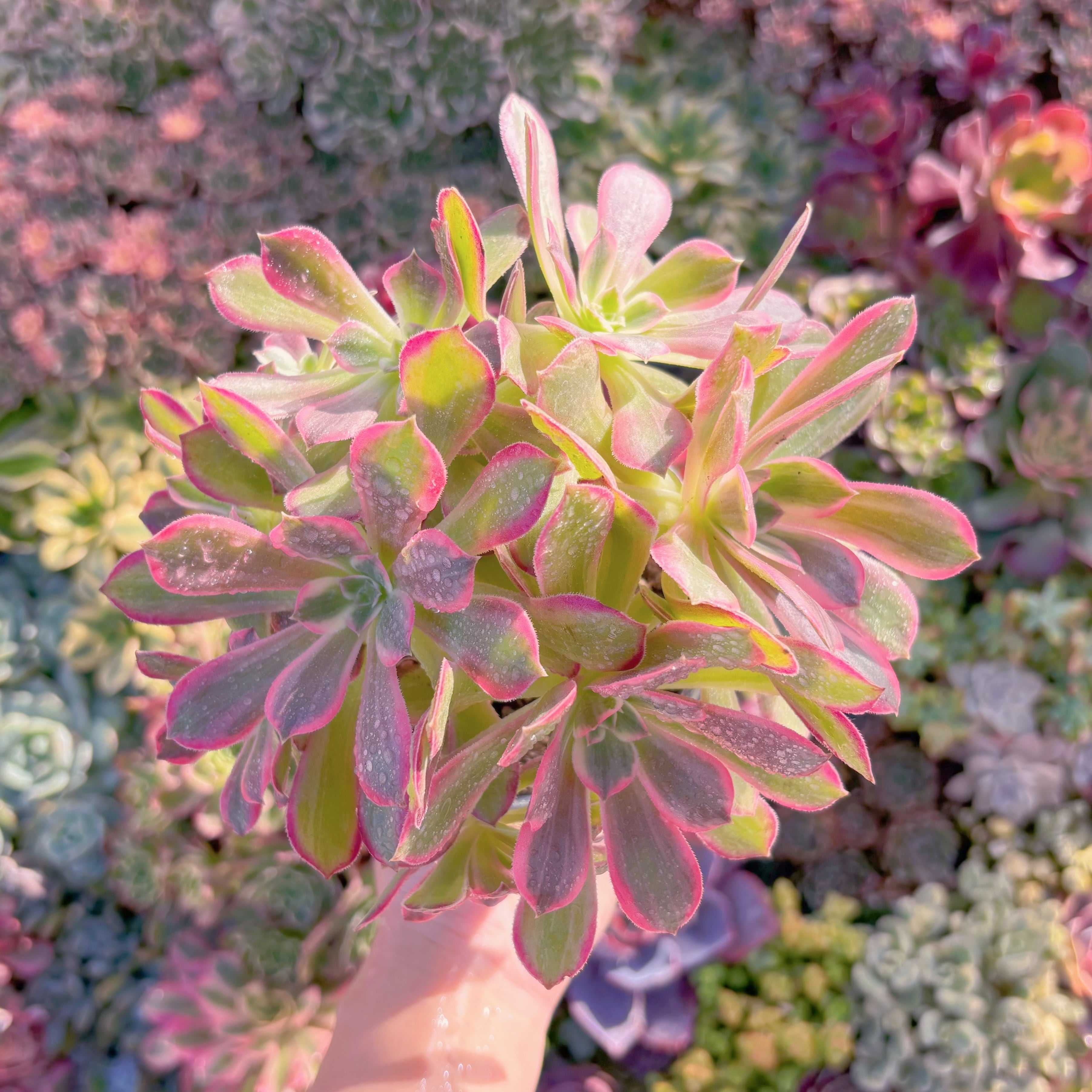 現品　新品種　浣沙錦#M156　群生　新入荷　るる農園