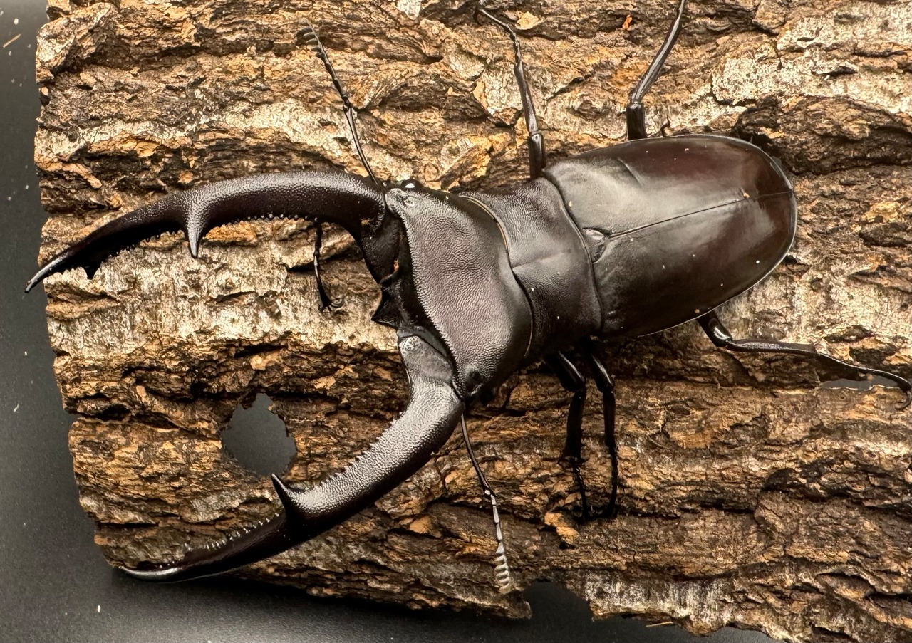 【WD】《マンディブラリスフタマタ 100.5mm ペア》