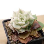 【PREMIUM】 抜き苗 レイクバイカル錦 アイボリー斑 Echeveria 'Lake Baikal Variegated'