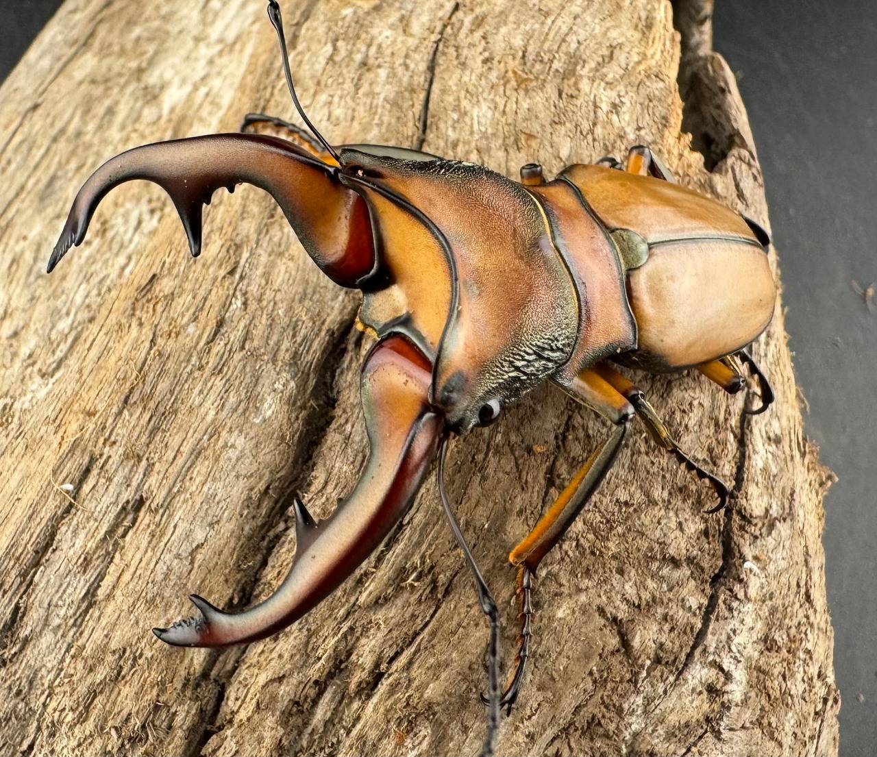 【WD】《アラガールホソアカクワガタ 63mm ペア》