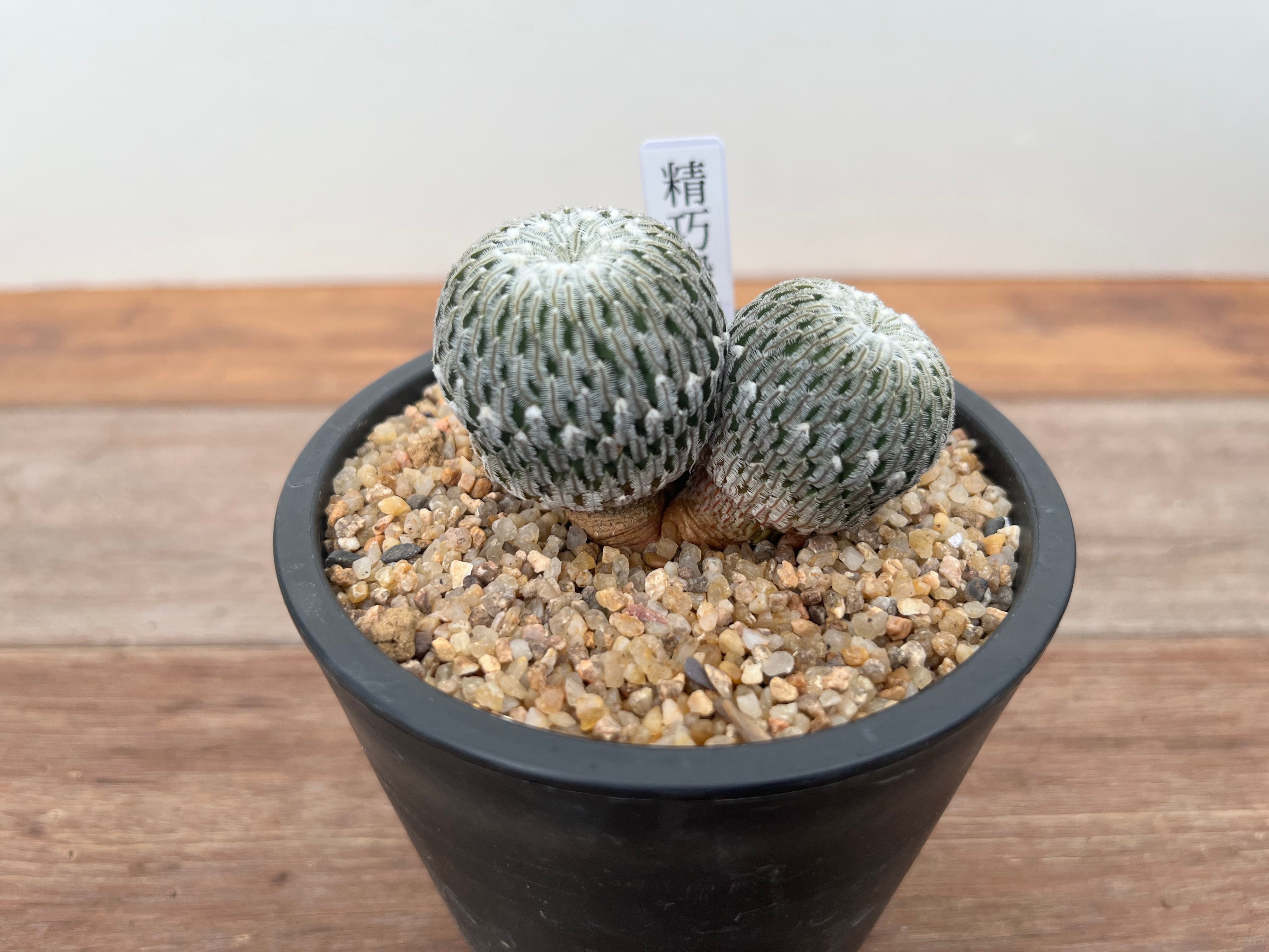 Turbinicarpus pseudopectinatus ツルビニカルプス 精巧殿 ダブル