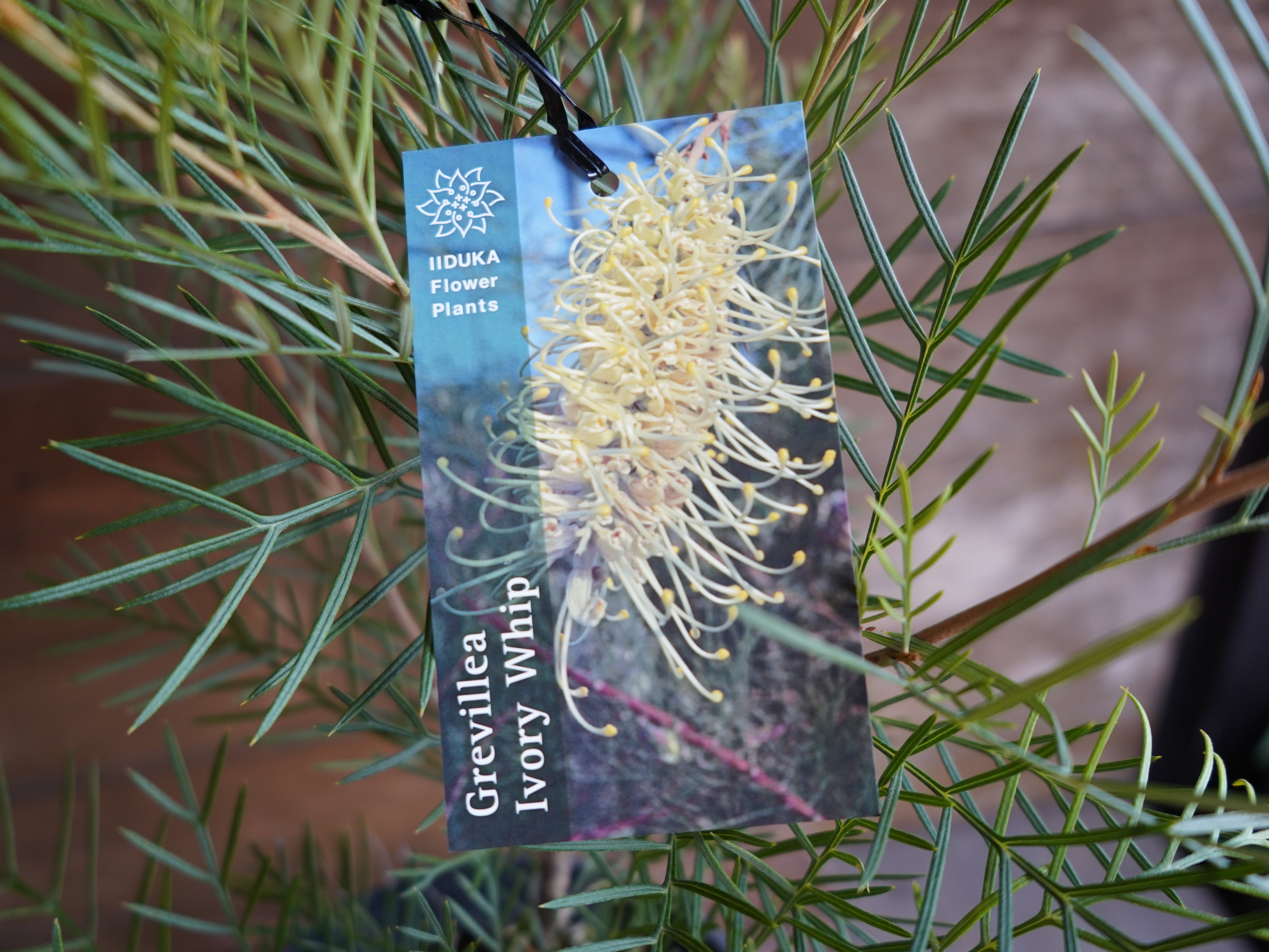 【現物】グレビレア　”アイボリーホイップ”　A