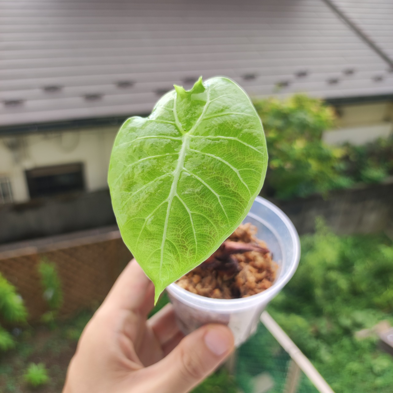 アロカシア・ワトソニア / Alocasia Watsoniana