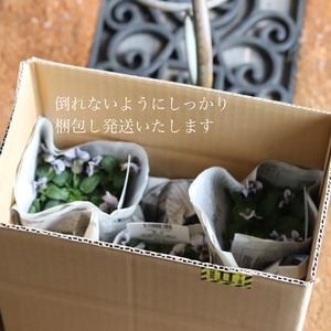 お庭アクセサリー　アイアンホースガードリリー｜シャビーシック　お庭をアシャレに便利なグッズ　いちいちかわいい　7067