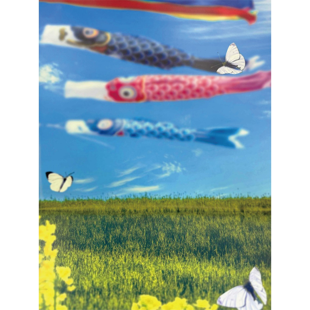 【特大サイズ】5月晴れの鯉のぼり