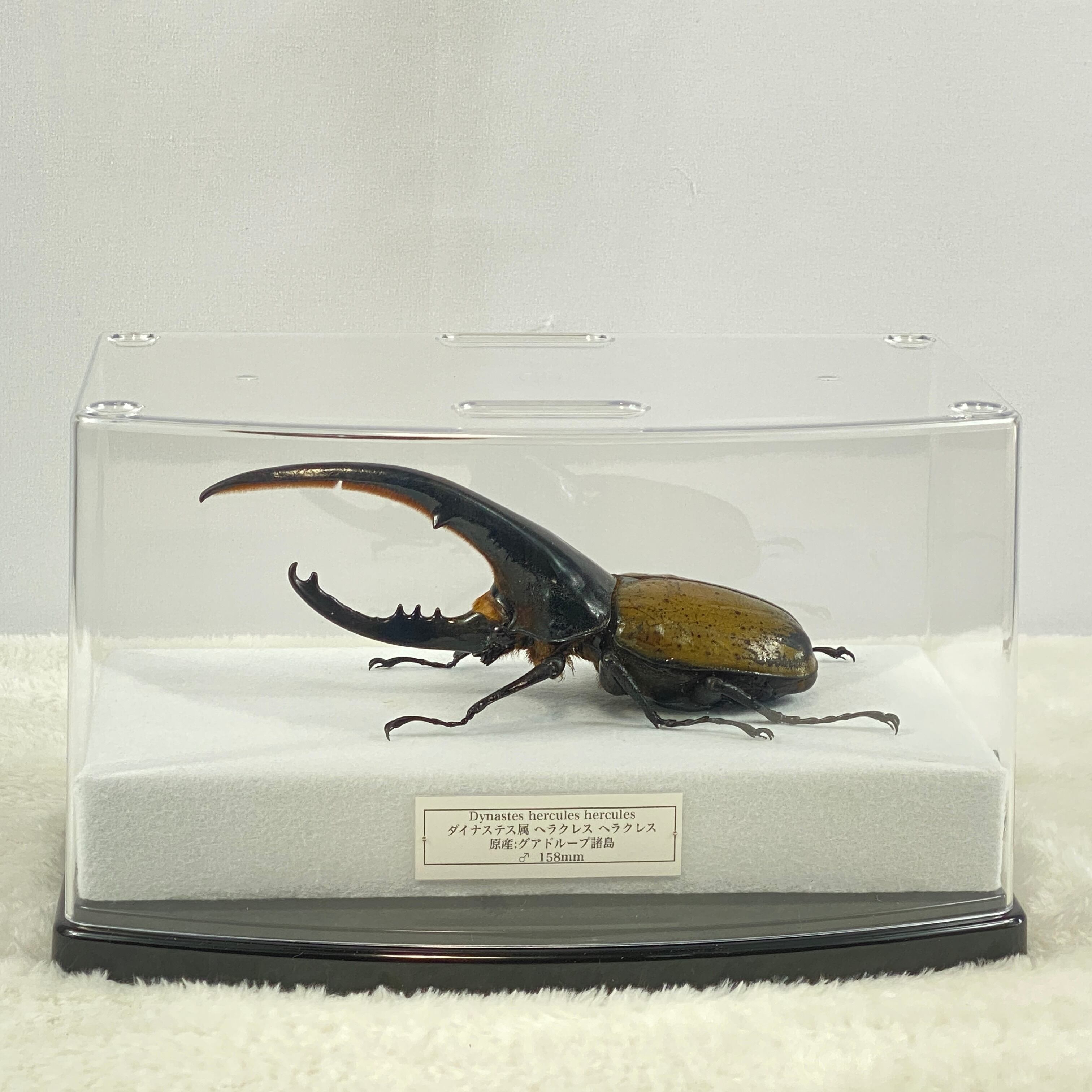 ペア】ヘラクレスオオカブト（ブリュゼニ）のオブジェ（標本）