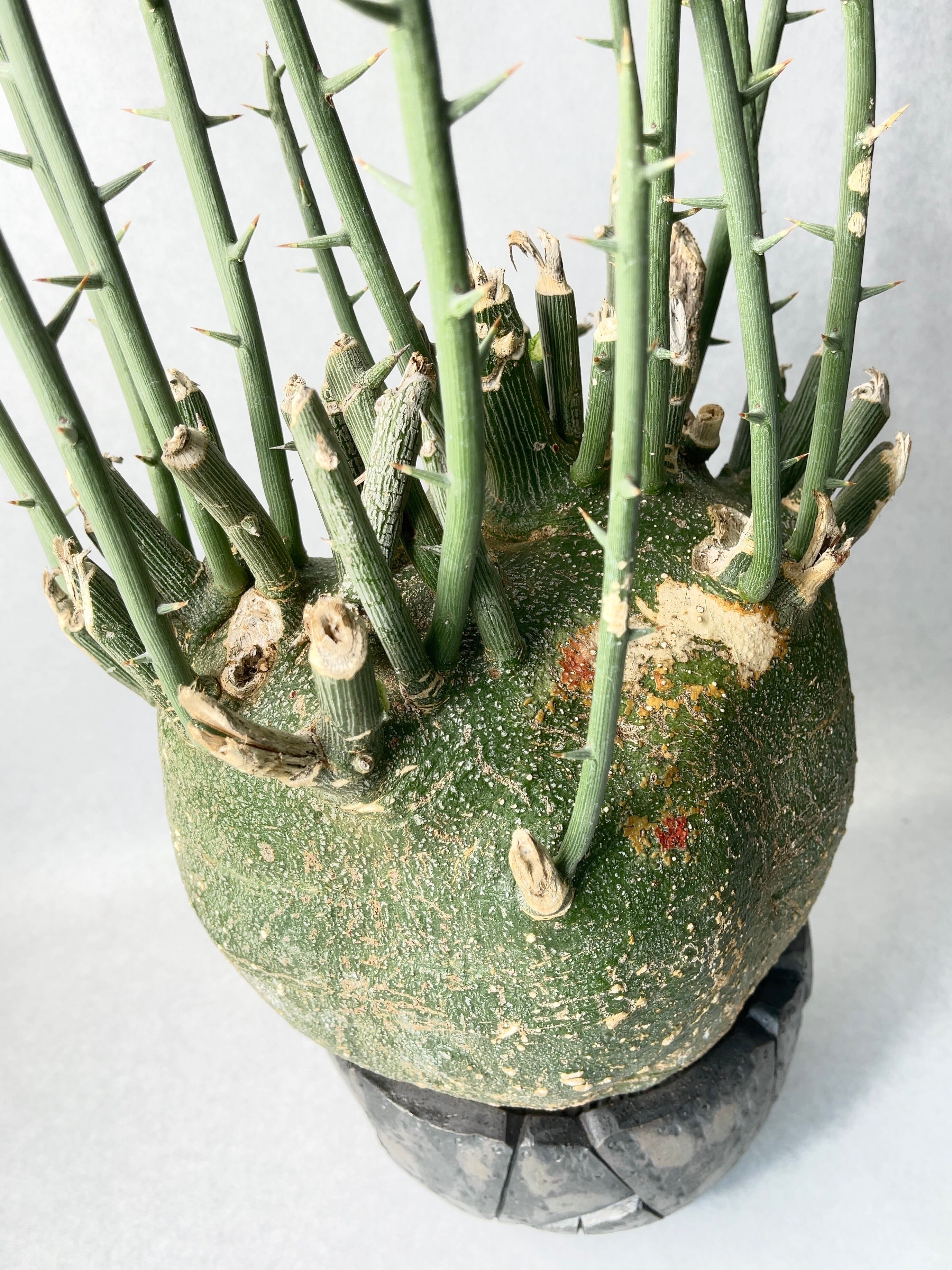 お*ん様 アデニア プセウドグロボーサ 最終値下げ アデニア プセウドグロボーサ | hanayoshi-botanical