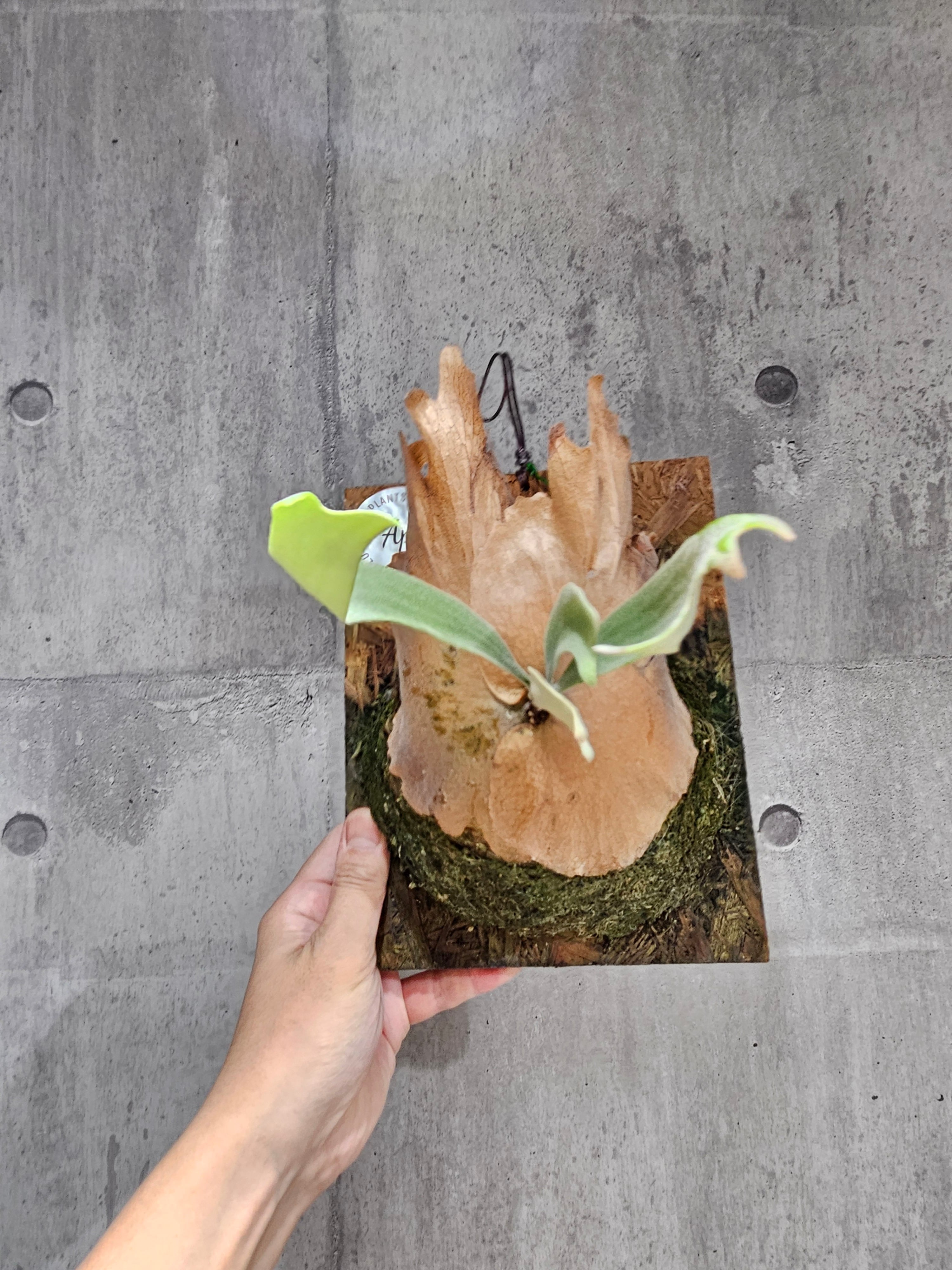 P. Willinckii cv. Beautivar (pup) 【artPLANTs/PLANTS GARAGE