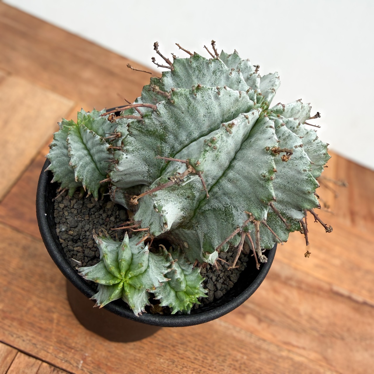 Euphorbia hyb. horrida【ユーフォルビア・玉型白ホリダ】