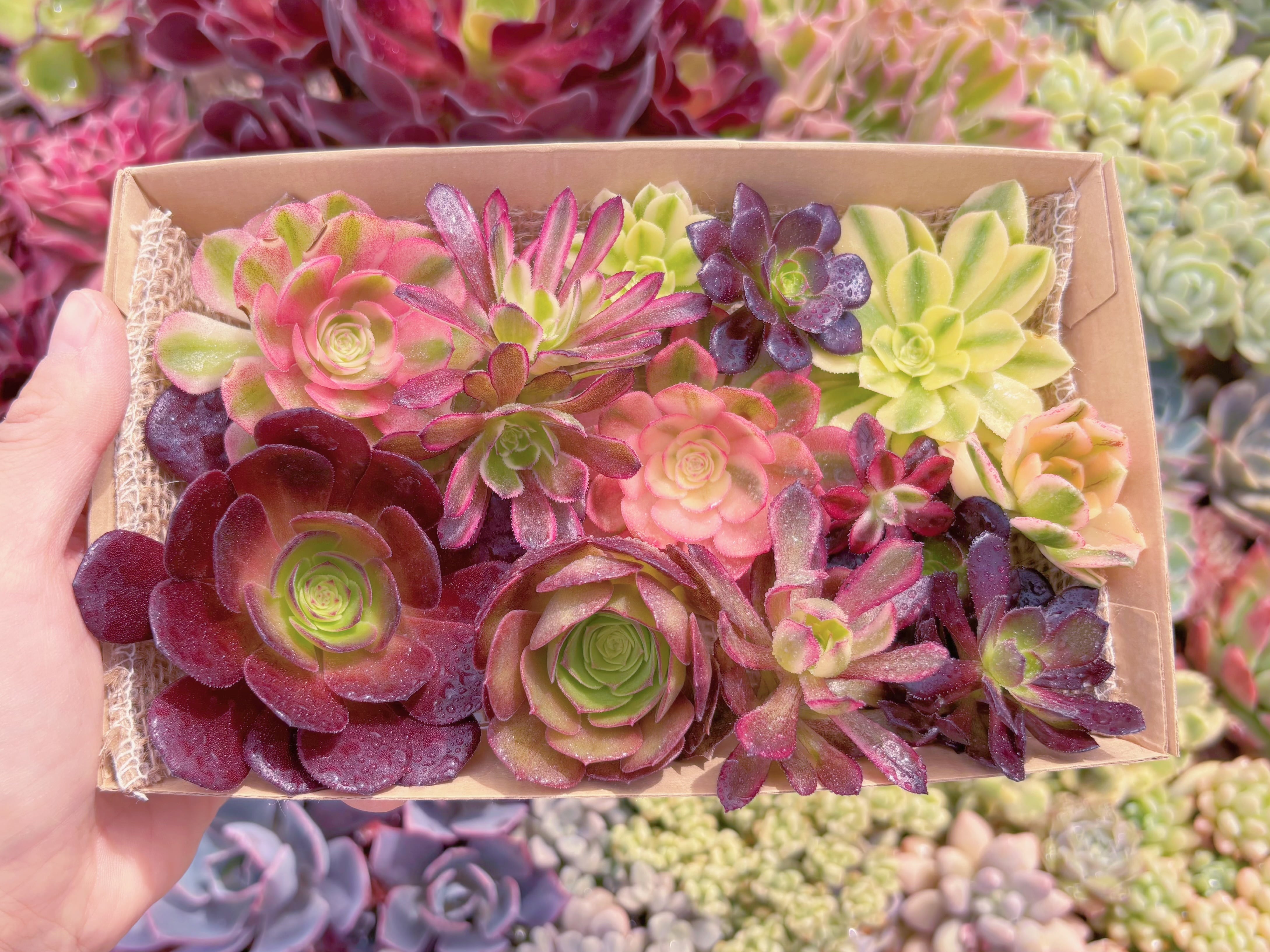 現品　寄せ植えセット#B03　12cmx20cm　るる農園