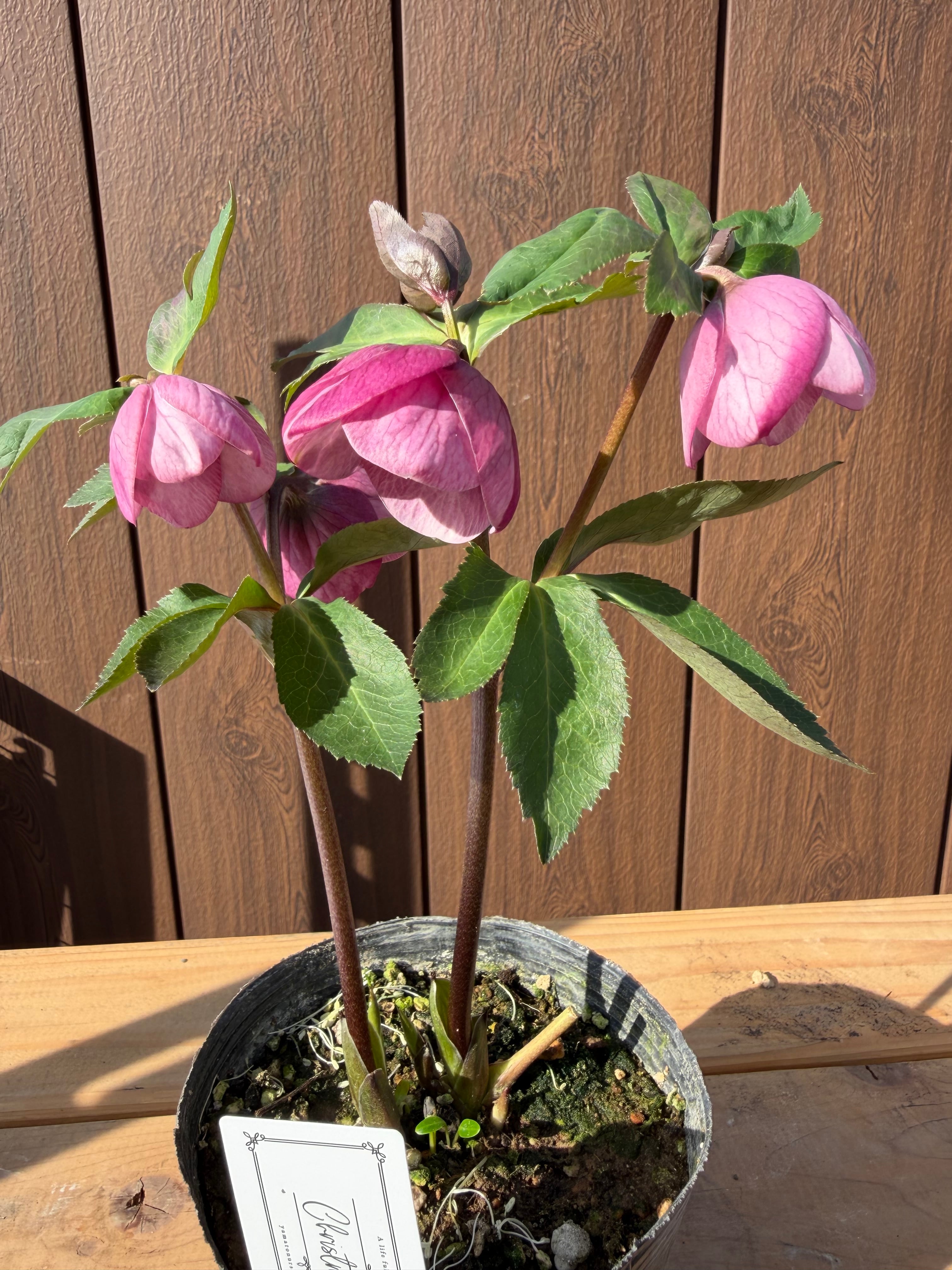 ピンクカップ咲きシングル 大和園 クリスマスローズ【Ya14】送料無料