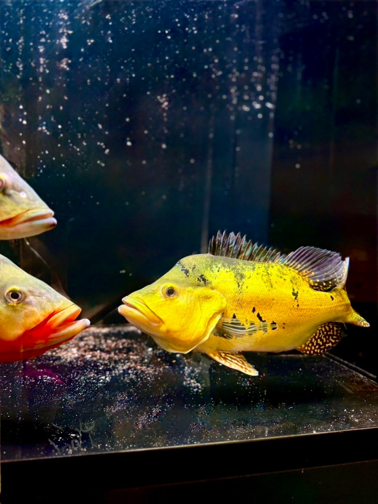 タイガーゲルベリー・ウルトラショートBIGサイズ - 2