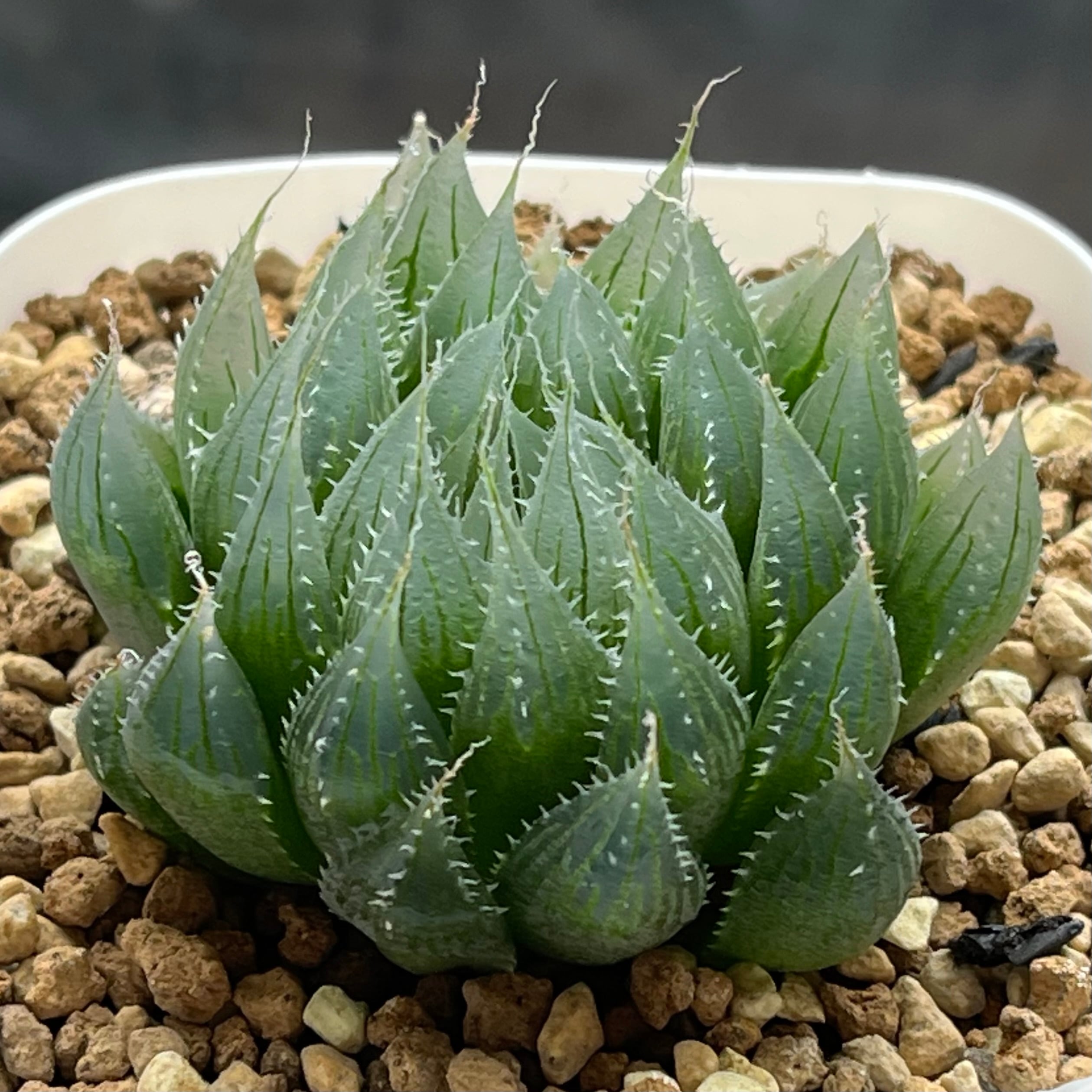 ハオルチア 花胡蝶 オブツーサ錦 | mocono_plants