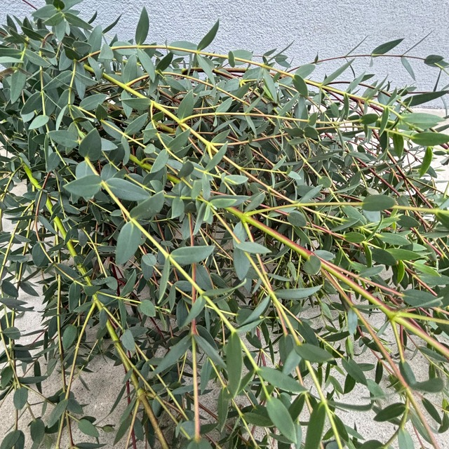 【お宝商品】　圧巻のユーカリ　パルブラ　90ｃｍ　5本　