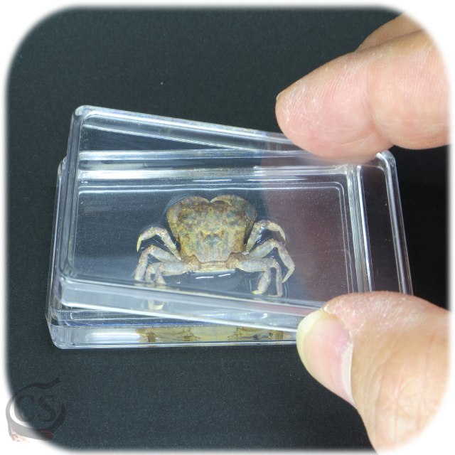 樹脂封入セット 甲殻類標本 Csラボラトリーズ