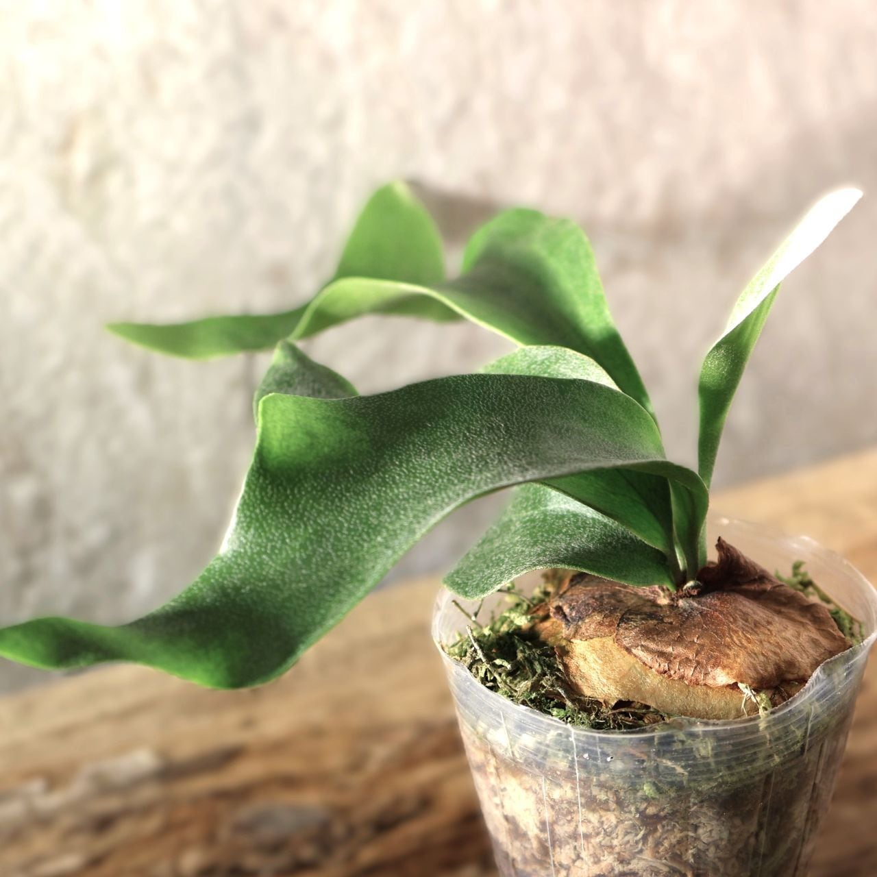 227『ビカクシダ ヒリー Platy. hillii × sib』＿観葉植物【送料無料