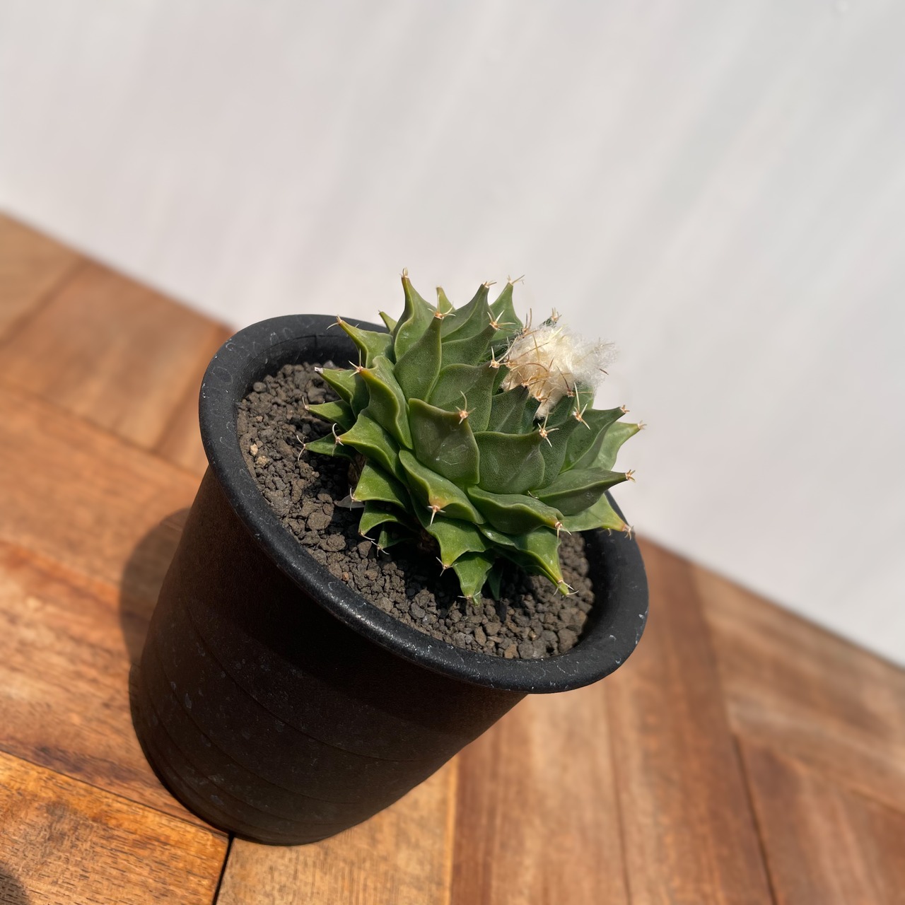 Obregonia denegrii【オブレゴニア・帝冠・実生】