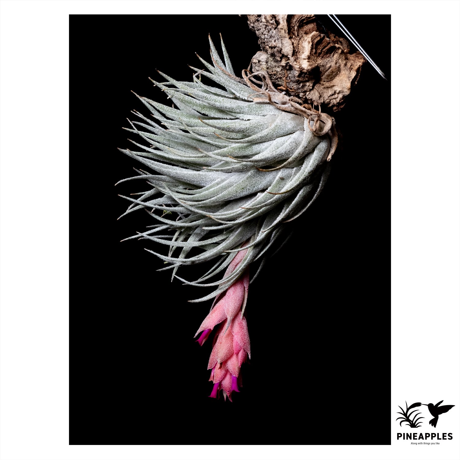Tillandsia heubergeri (Bahia, Brazil) | PINEAPPLES