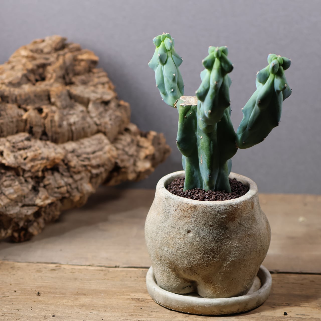 MARX PLANTS | 観葉植物・多肉植物・塊根植物