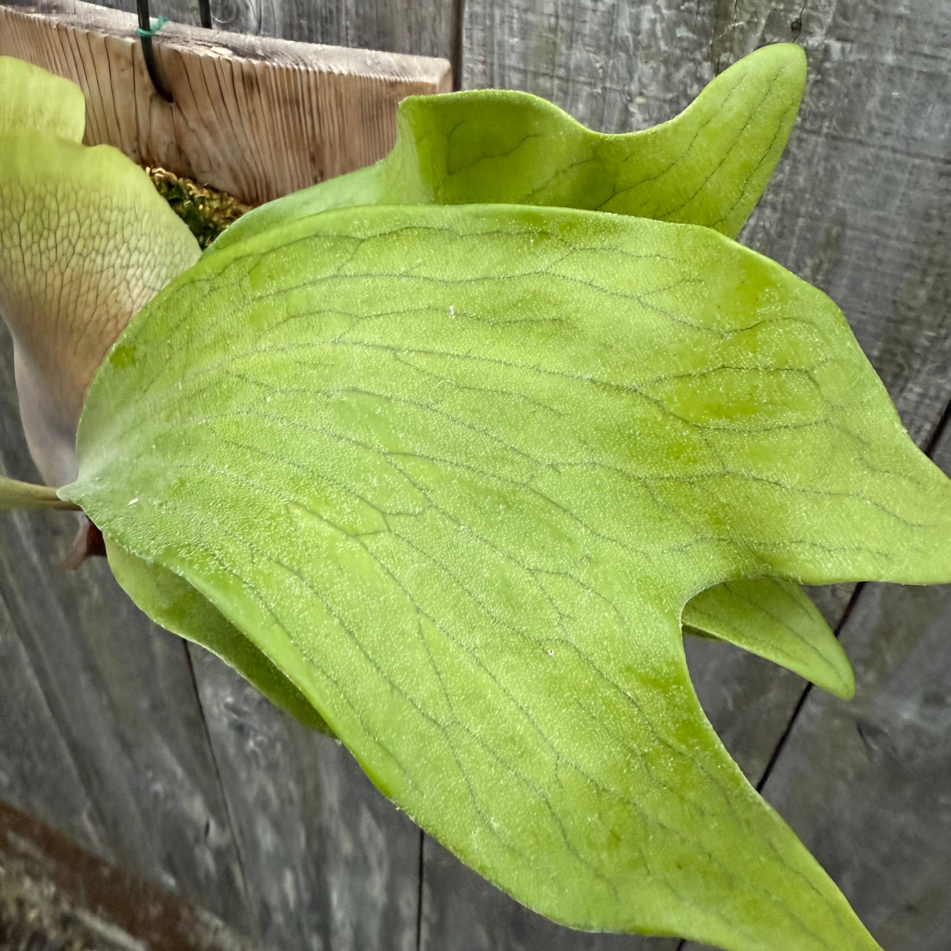 P. hillii Bangpung (pup) | naturefix