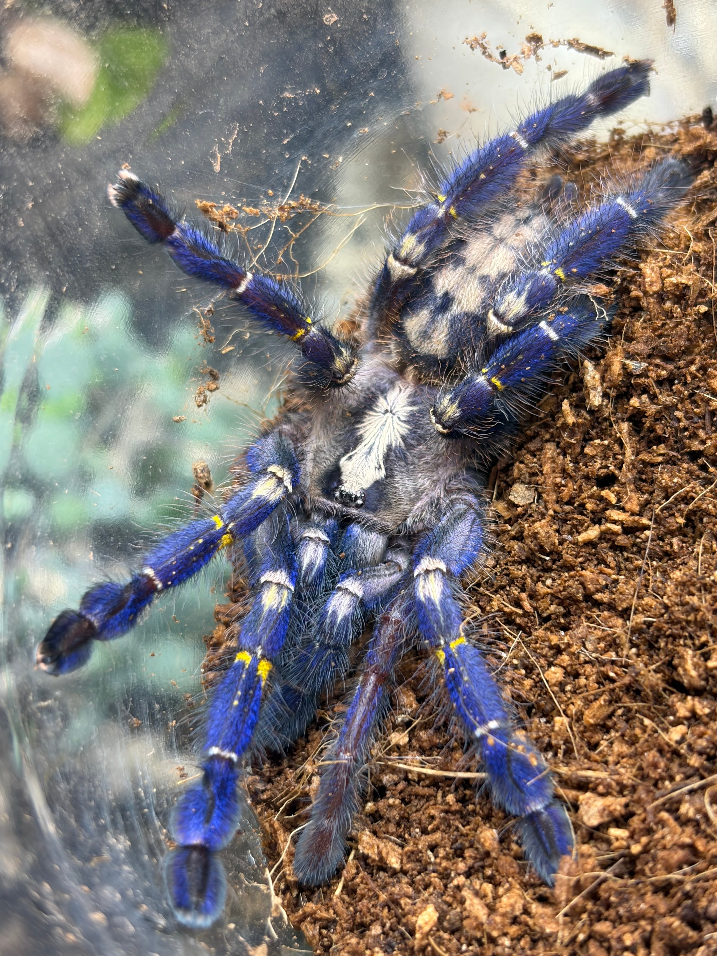 Poecilotheria | オモニキチュウ