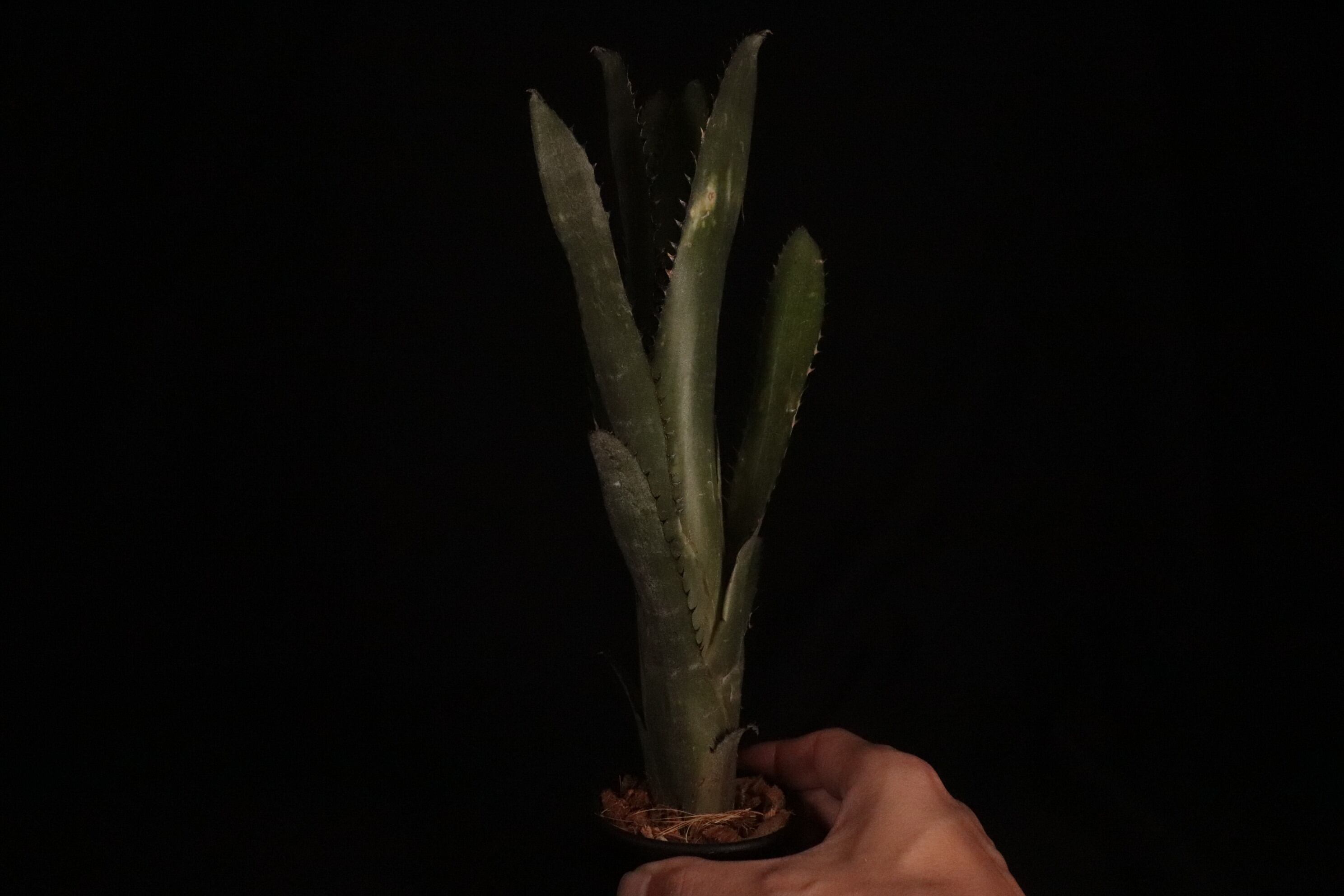 送料無料】Billbergia 'Blue Moon' (開花株)〔ビルベルギア〕現品発送