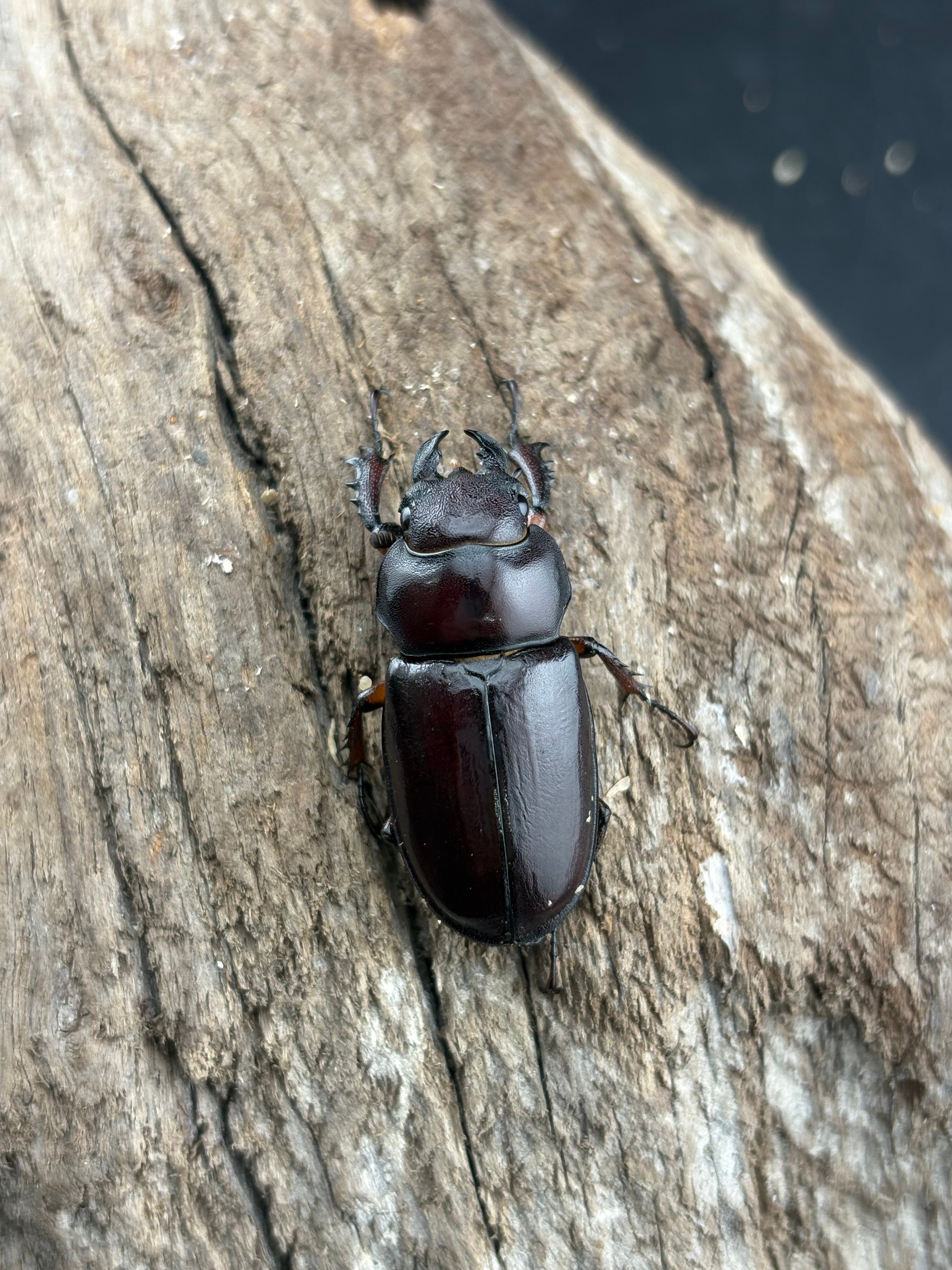 カプレオルスミヤマ 36mm ペア》Language氏委託個体 | KPW公式