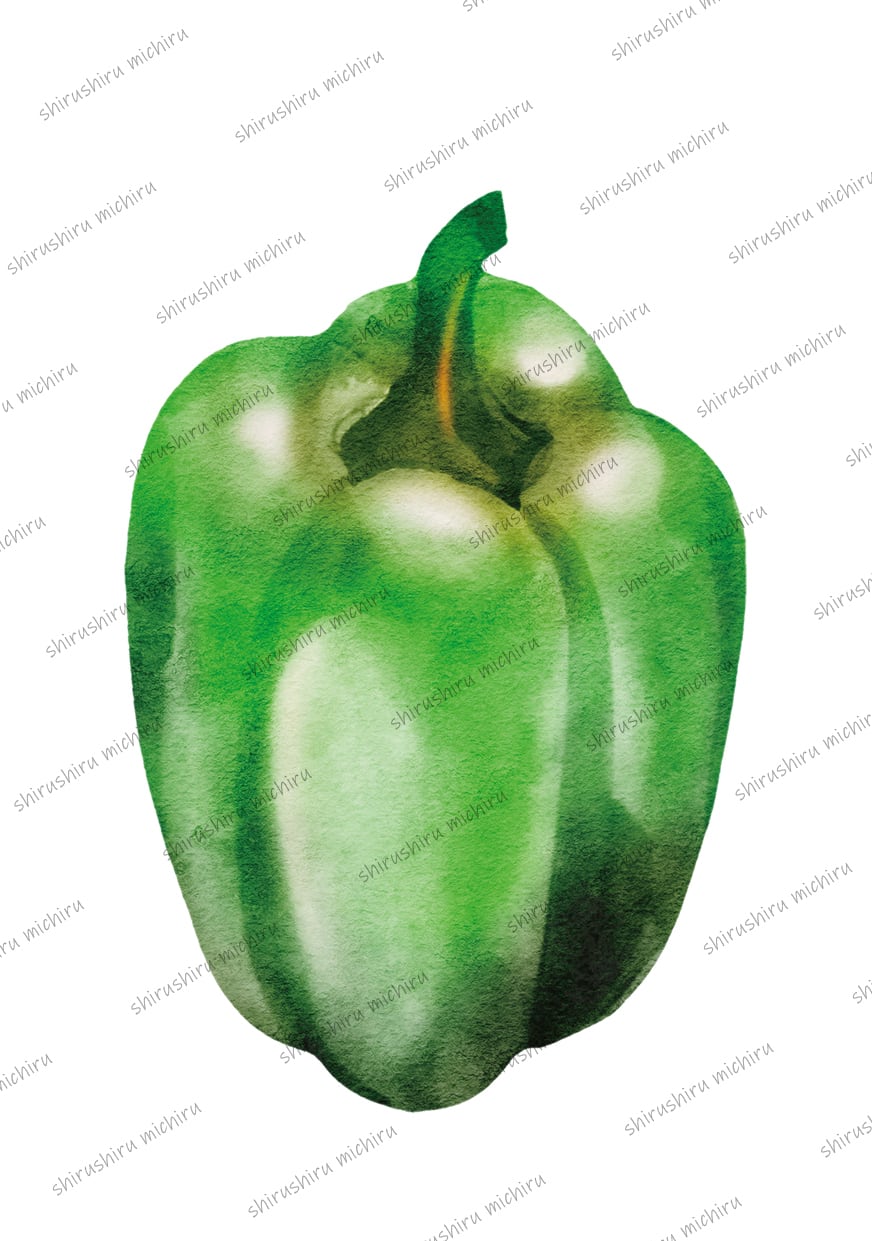 イラスト素材】Watercolor Vegetables-お野菜イラスト-ピーマン