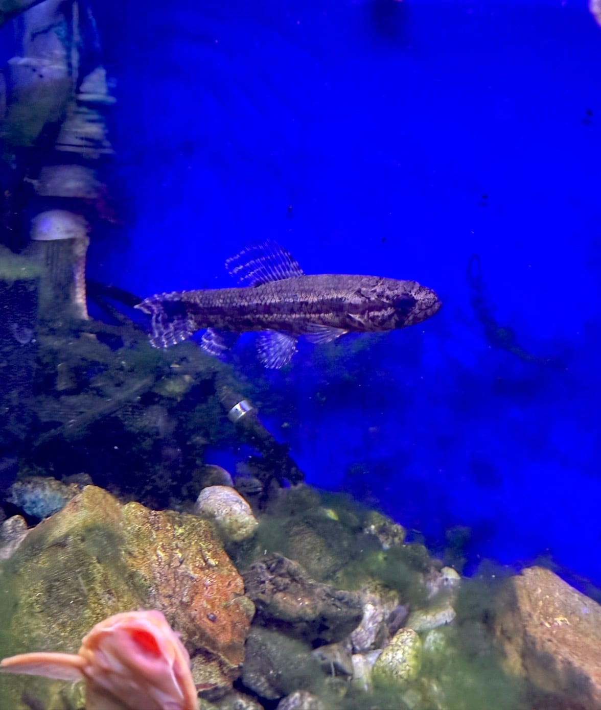 ワイルド・ブラックタライロン（アタバポ） | THE AQUARIUM ISE