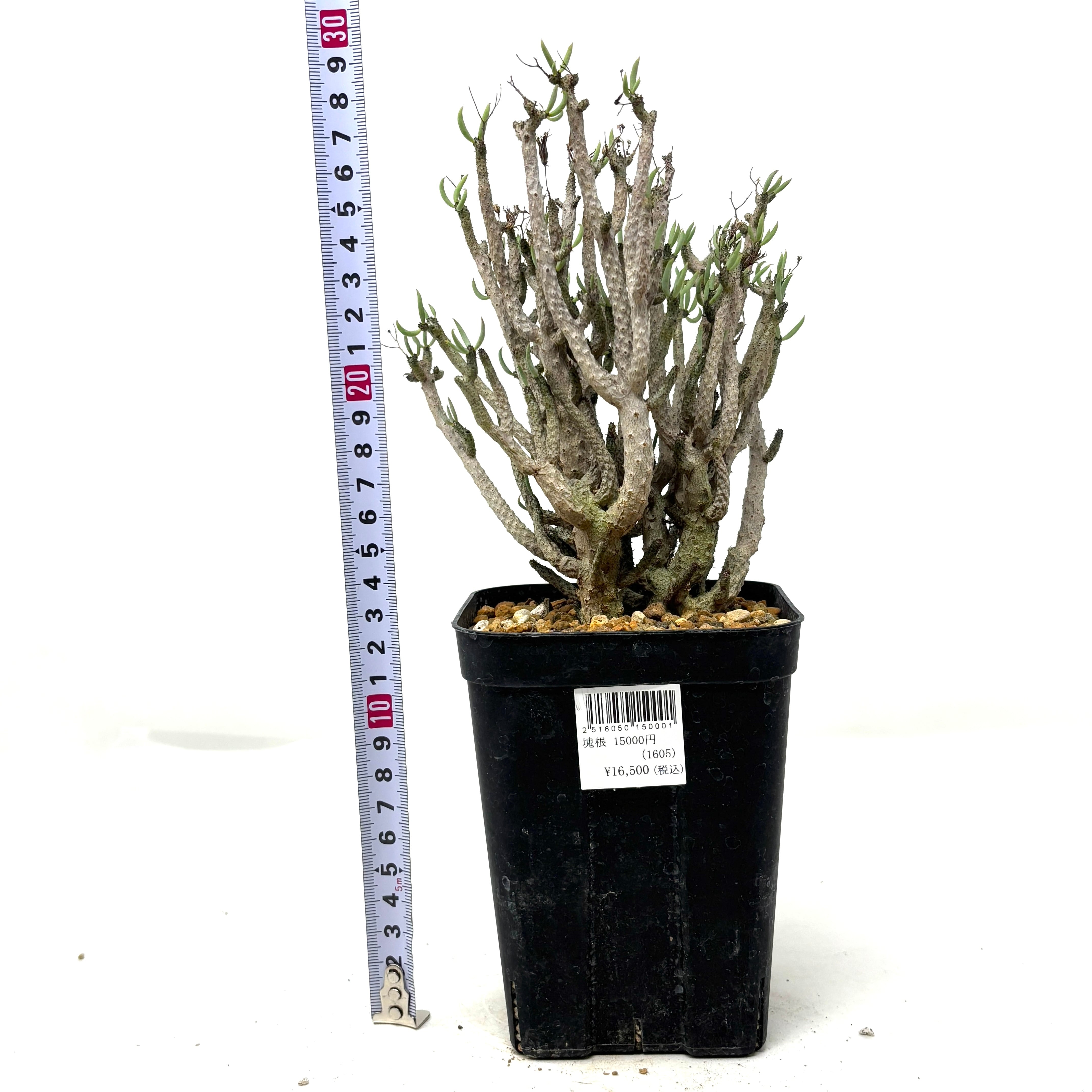 チレコドン ブッコルジアヌス【971】 | PROTOLEAF プロトリーフ