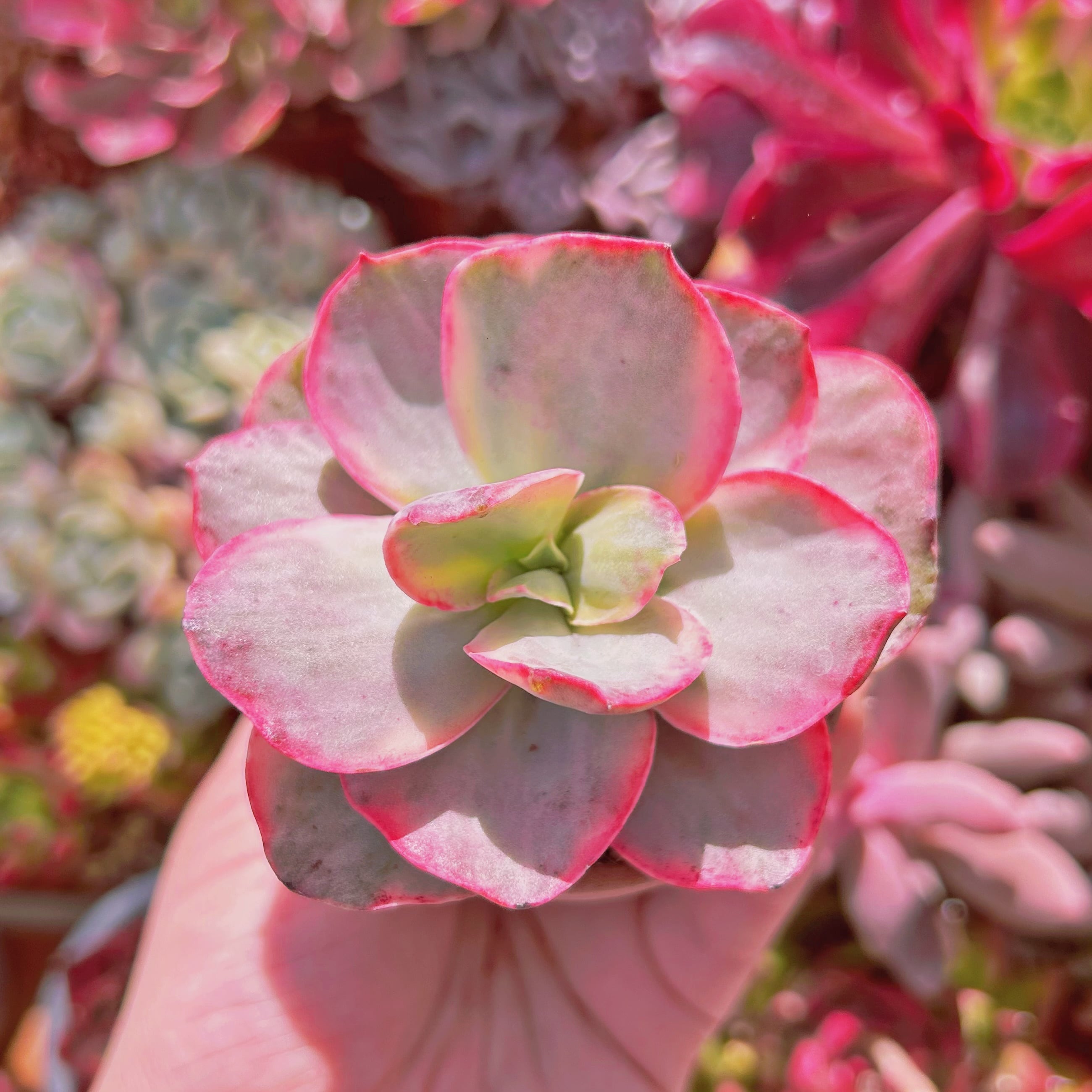 多肉植物　スヨン錦