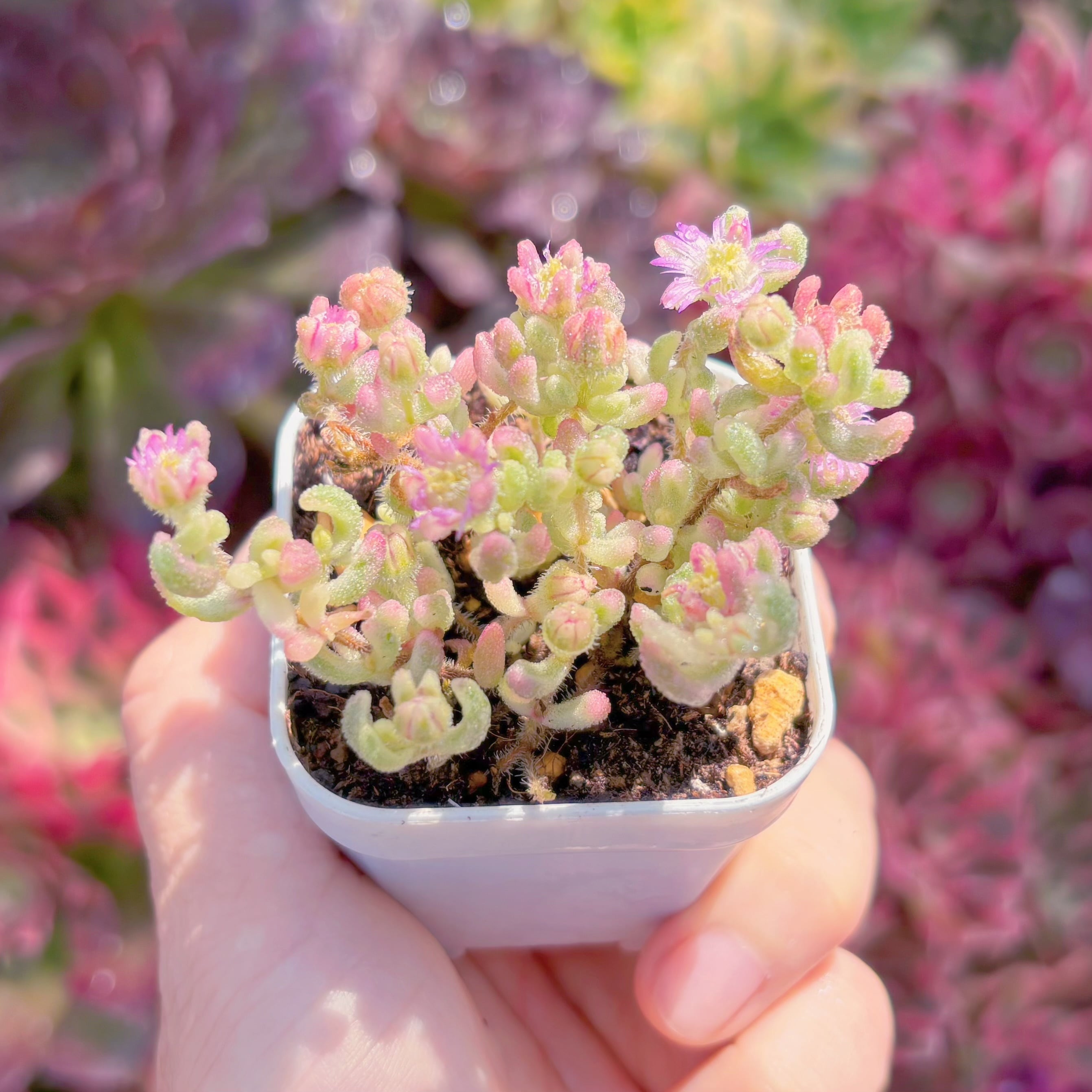 多肉植物 人気商品 ドロサンテマム レッドダイヤモンド錦 新入荷 るる