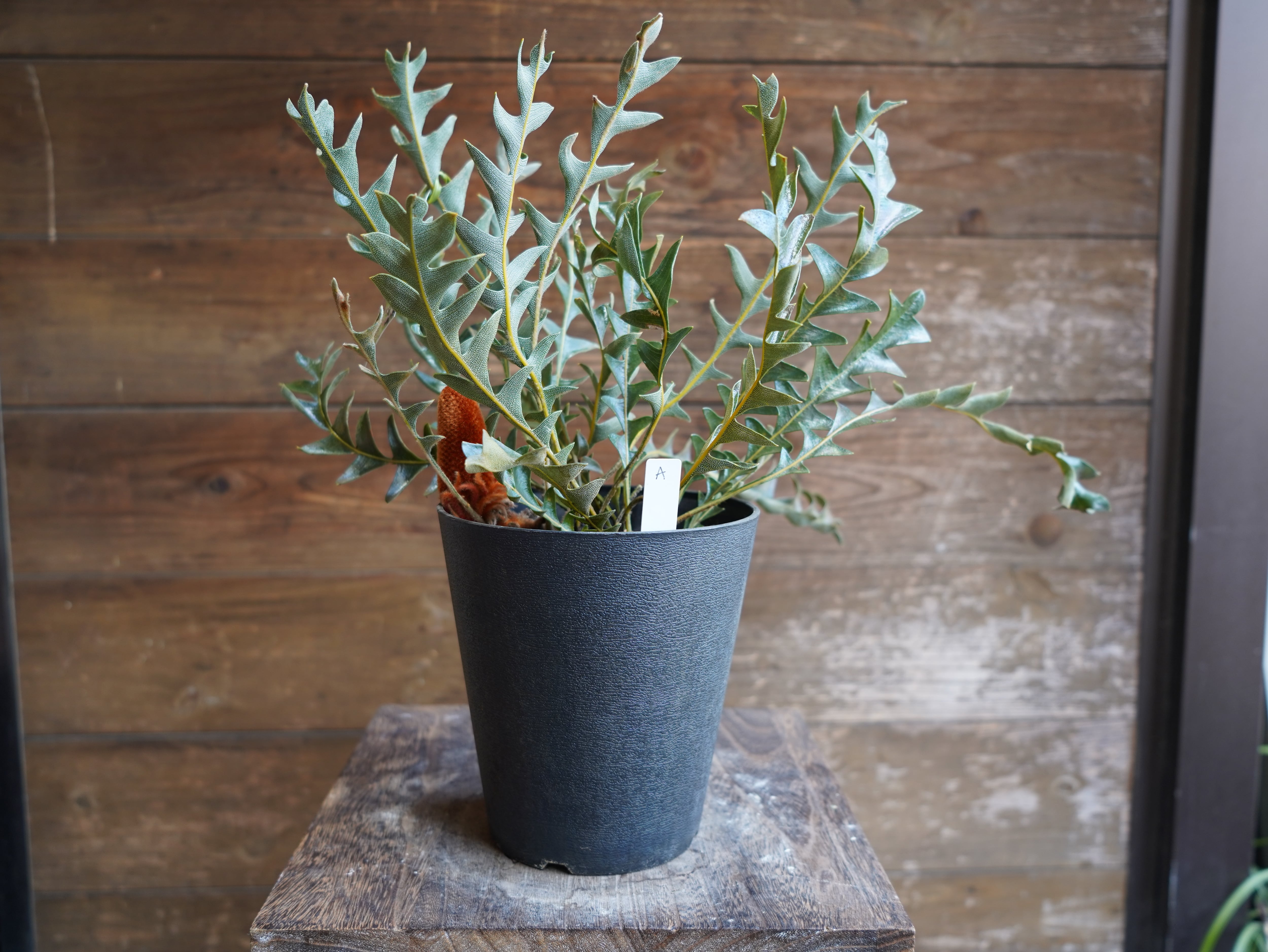 【現物】バンクシア　"ブレイクニフォリア"　A